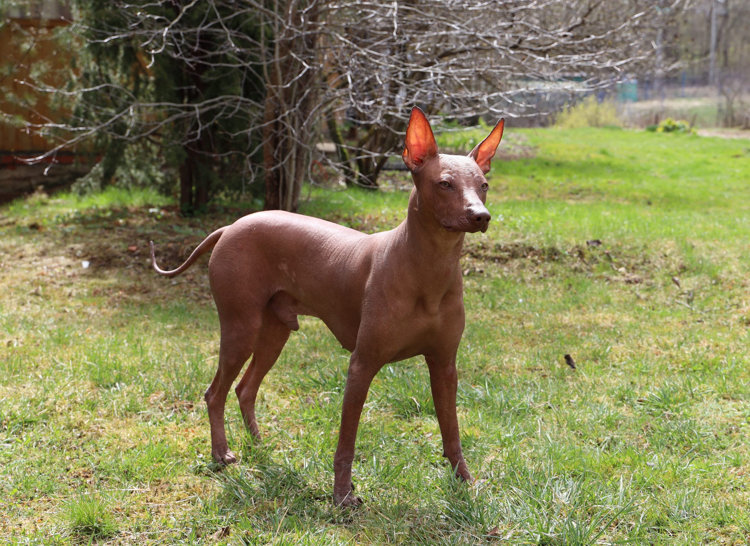 A brown Peruvian hairless dog stands in a grassy field.