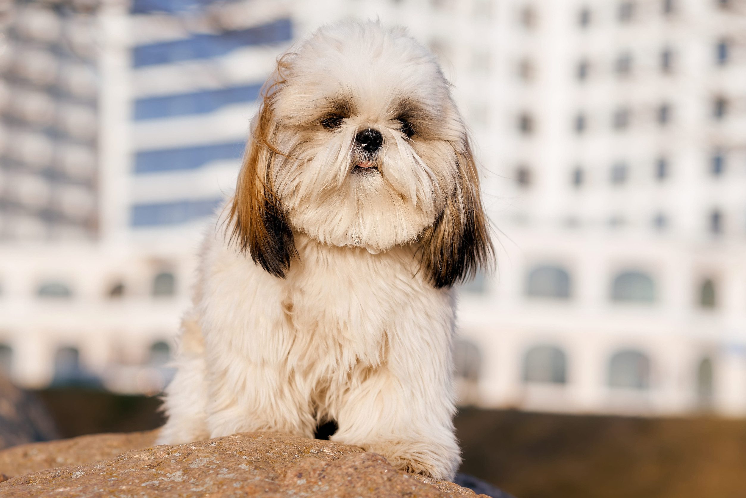 An adorable Maltese shih tzu dog standing boldly on a rock.