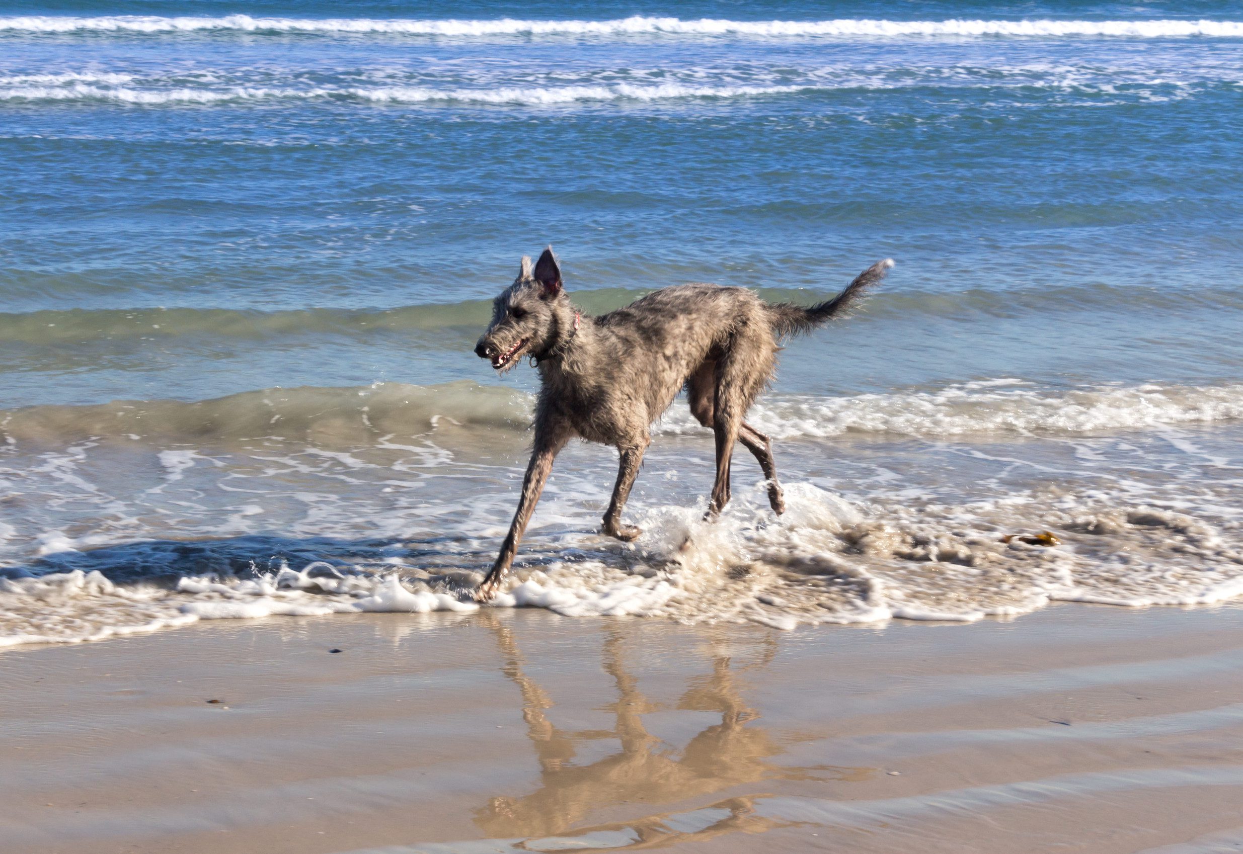 Alt text: A Scottish deerhound plays in the waves at the beach.