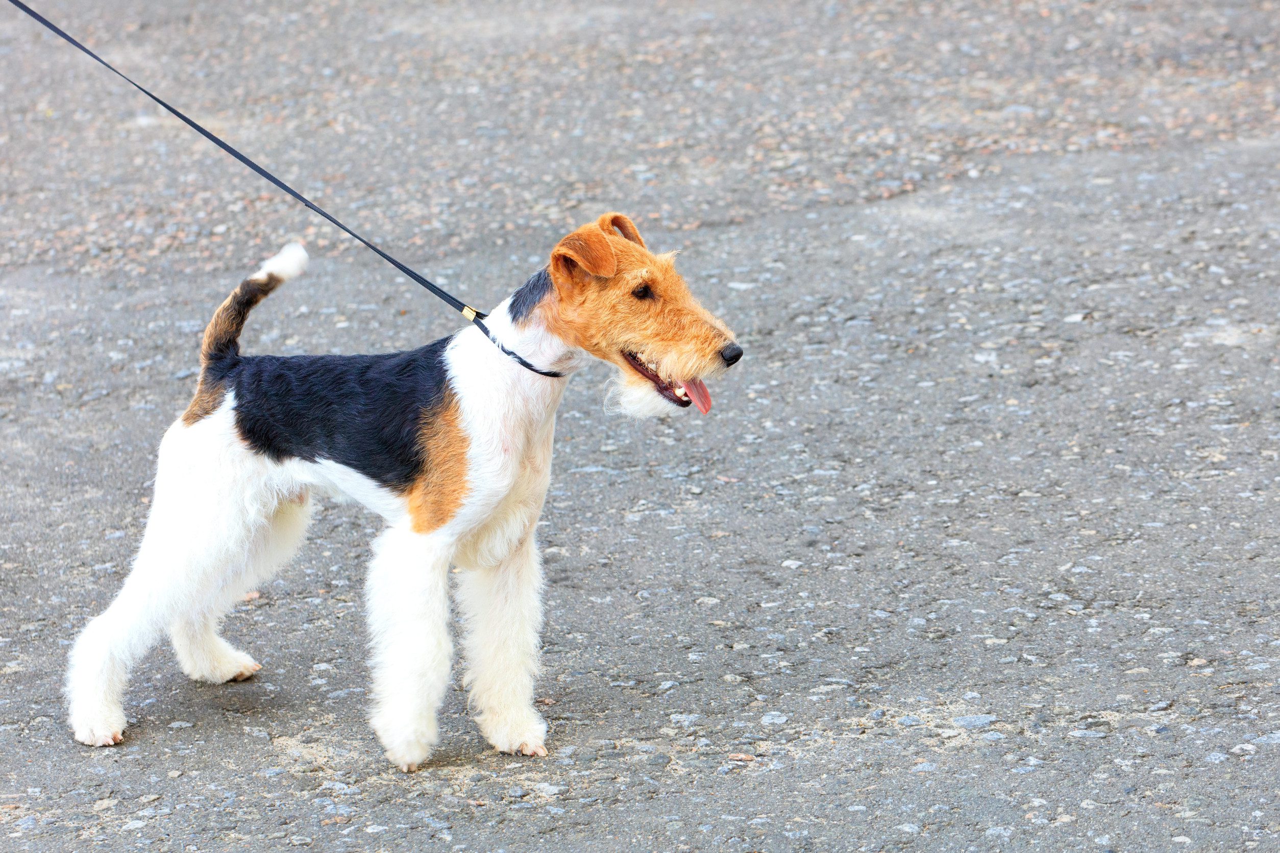 A close-up of a wire fox terrier outside in a green park.