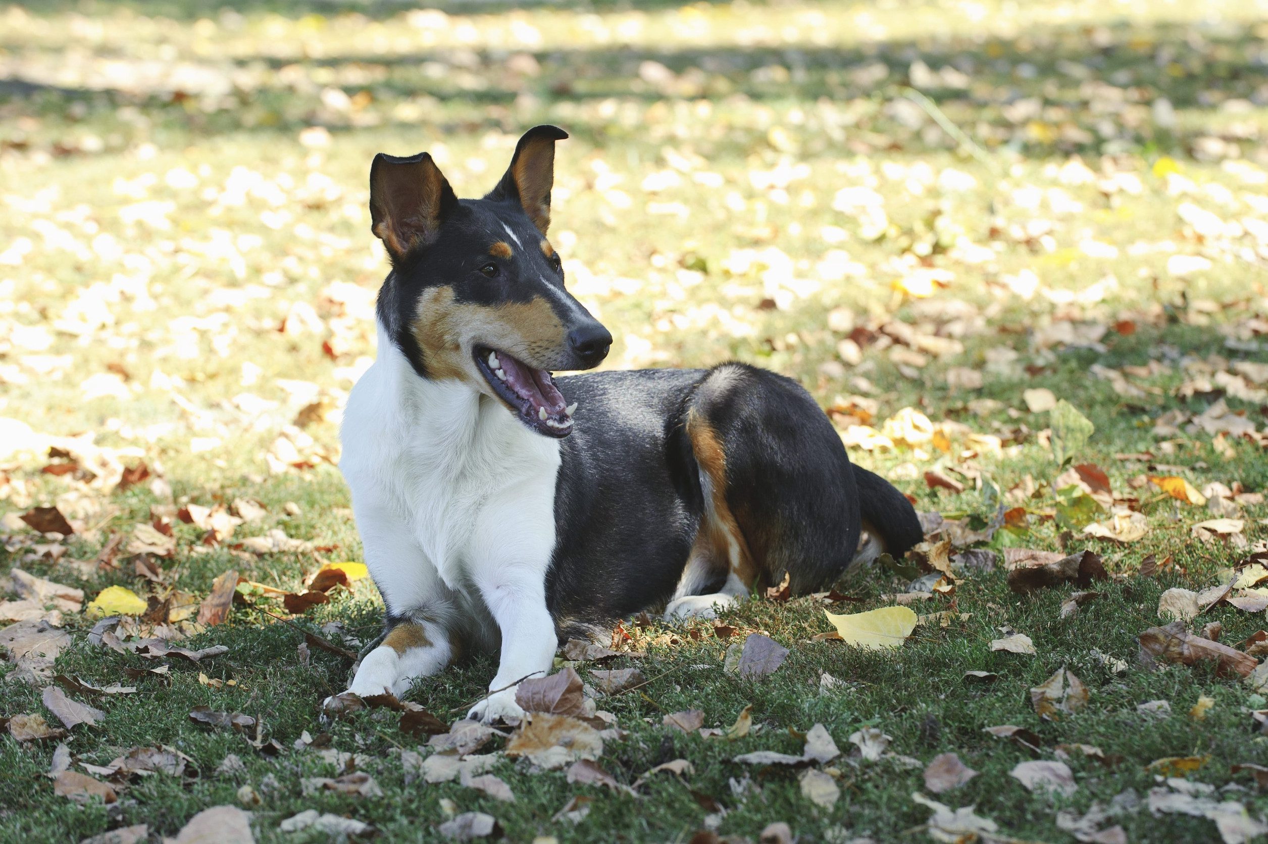 A smooth collie dog lying down outdoors in a grassy, leaf-covered field.