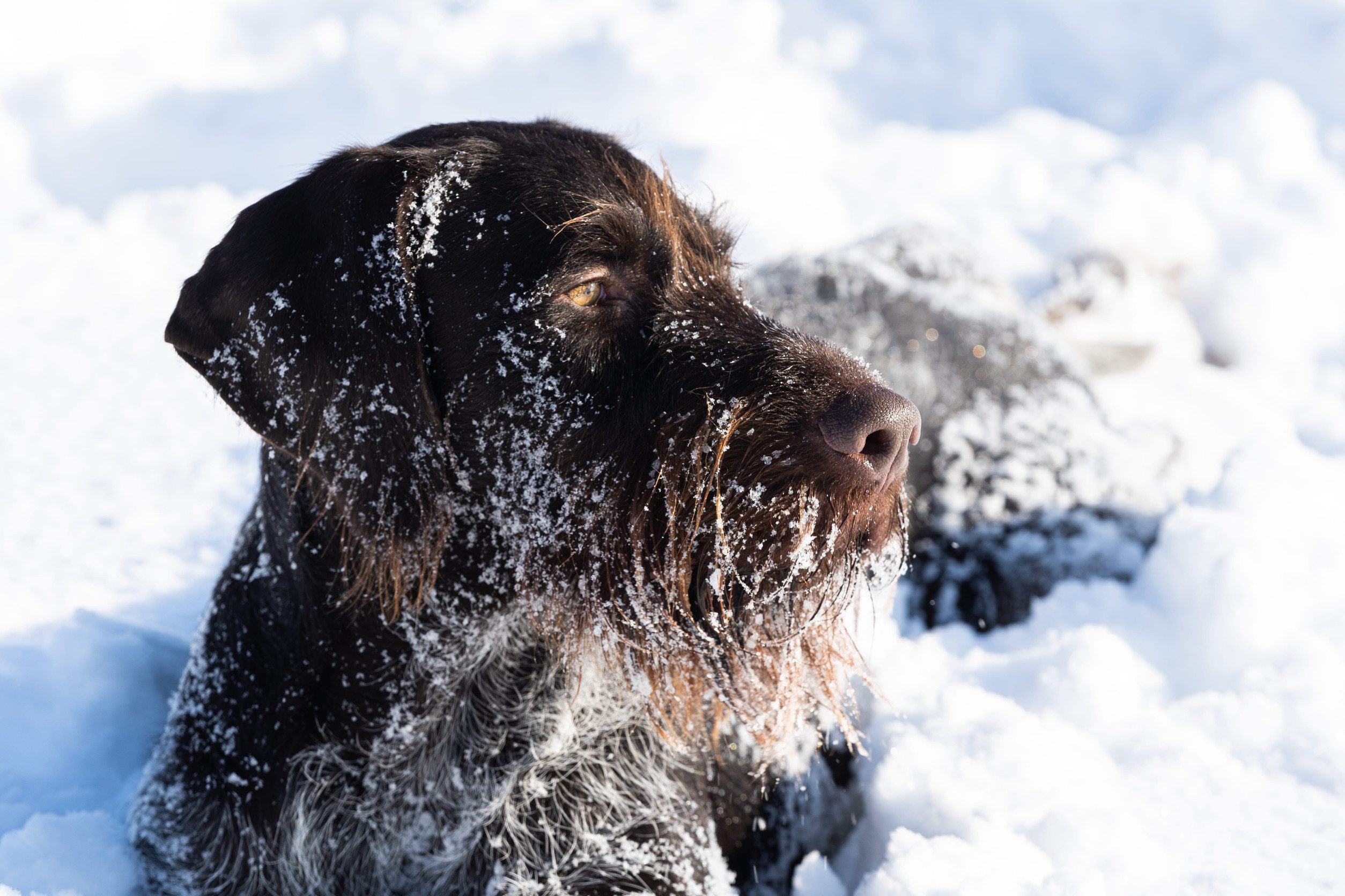 A close up of a wirehaired pointer lying in the snow, looking toward the distance with an alert, intelligent expression.