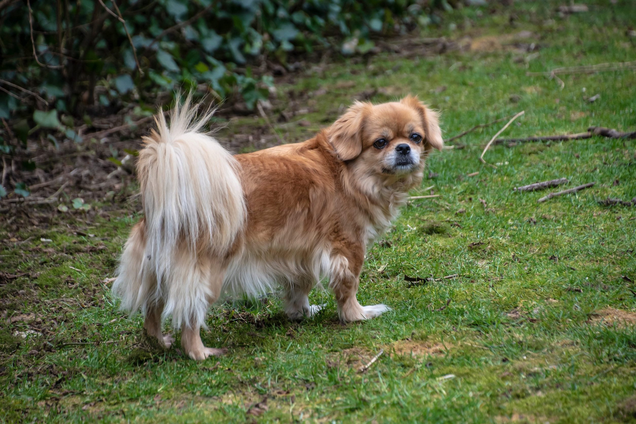 A small brown Tibetan spaniel dog standing on a grassy field, surrounded by nature and with an alert, curious look in their eyes.