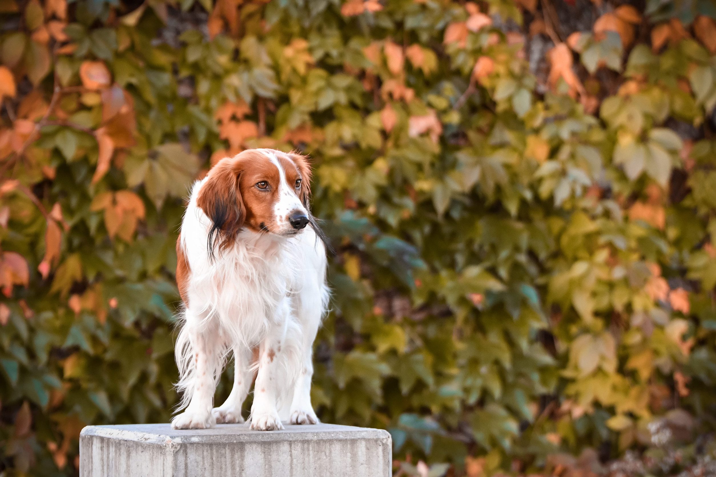 A kooikerhondje standing on a stone pedestal with autumn leaves in the background.