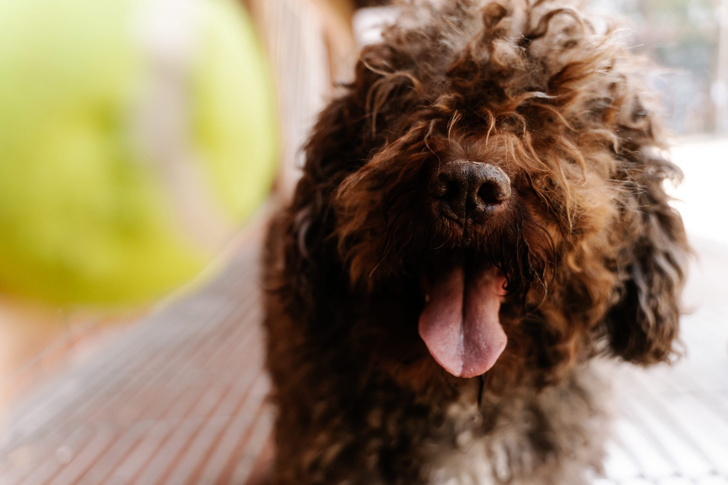 A close-up portrait of a Spanish water dog smiling.