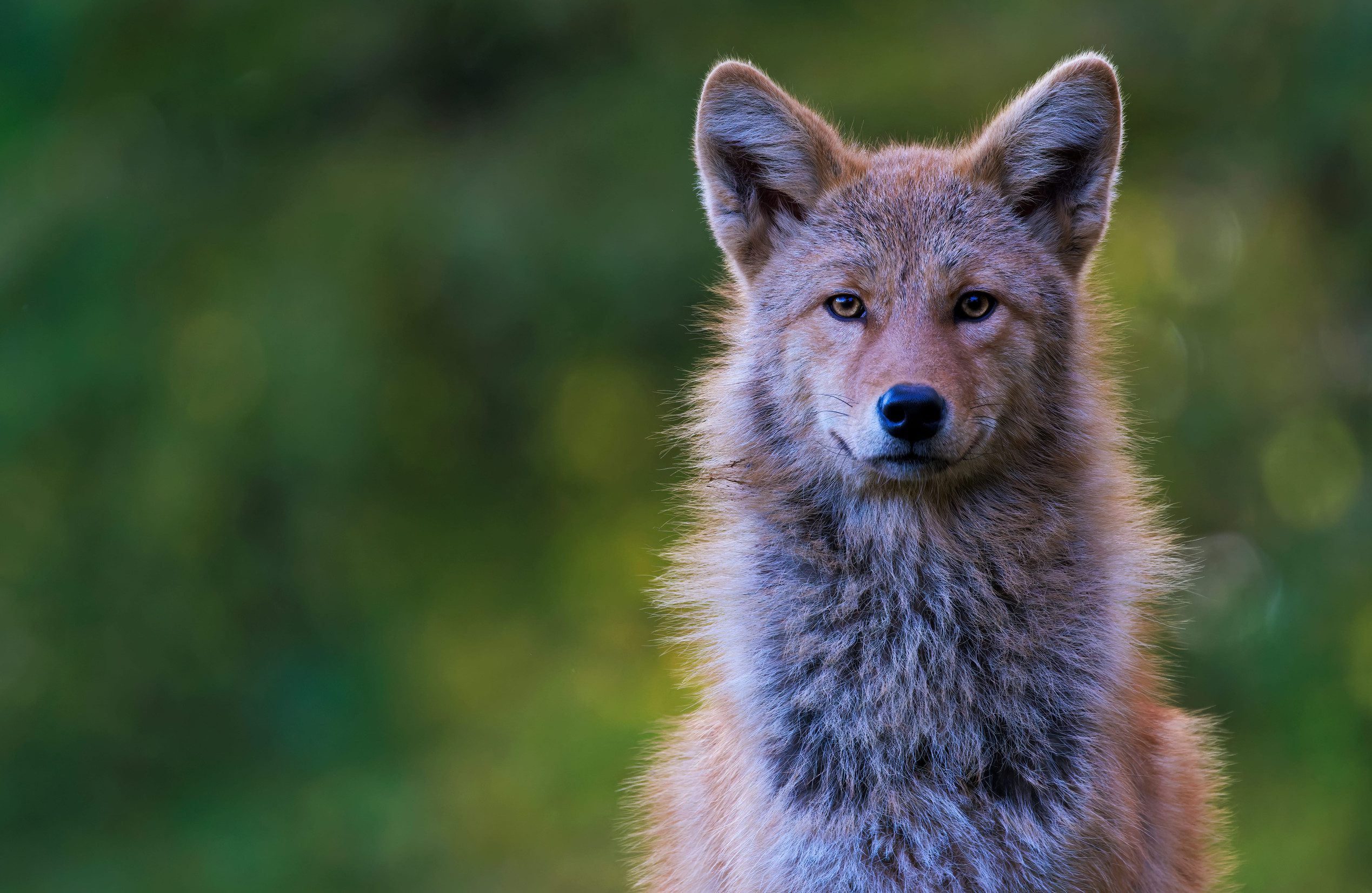 Saarloos Wolfdog: Your Complete Guide