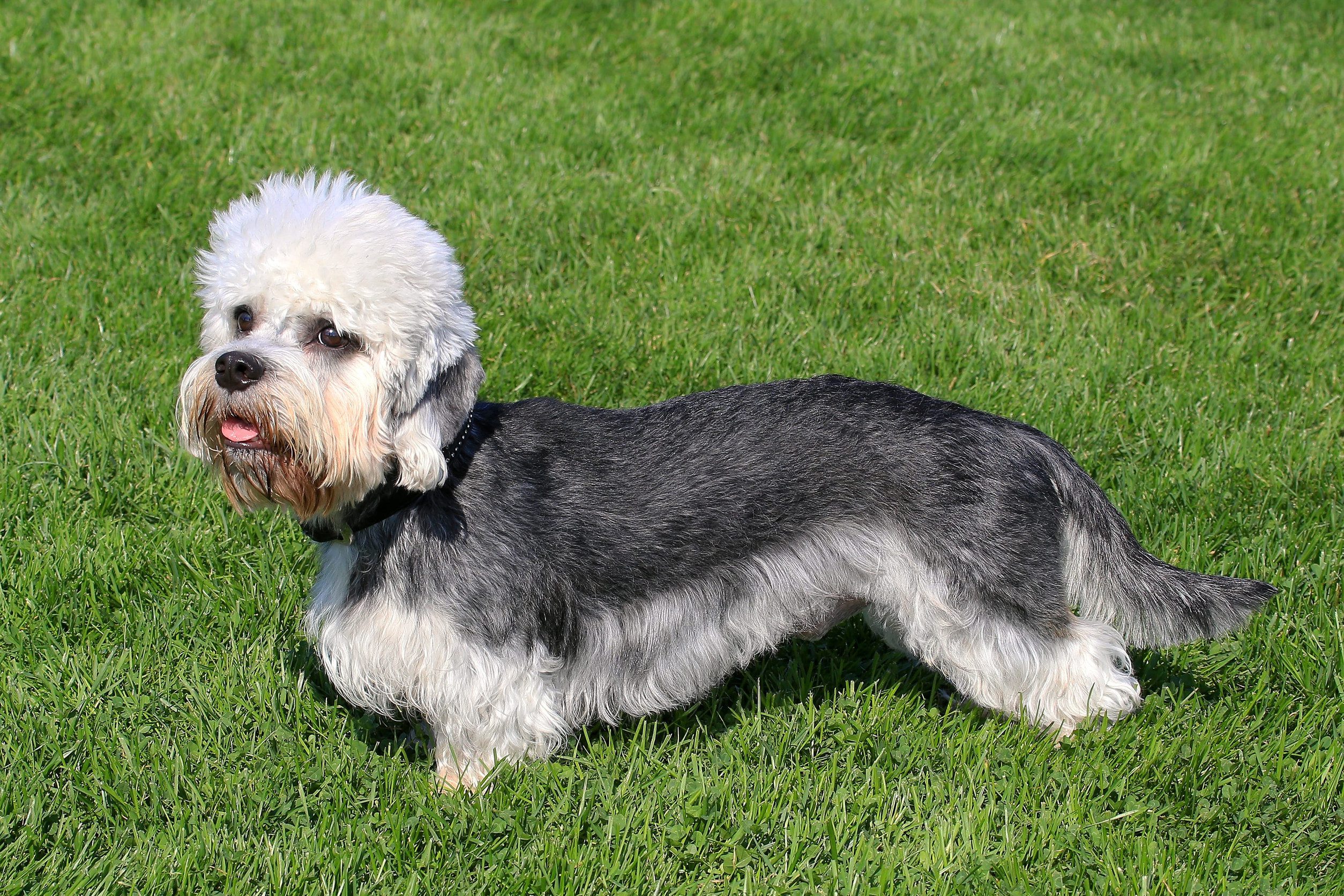 A Dandie Dinmont terrier walking in a garden.