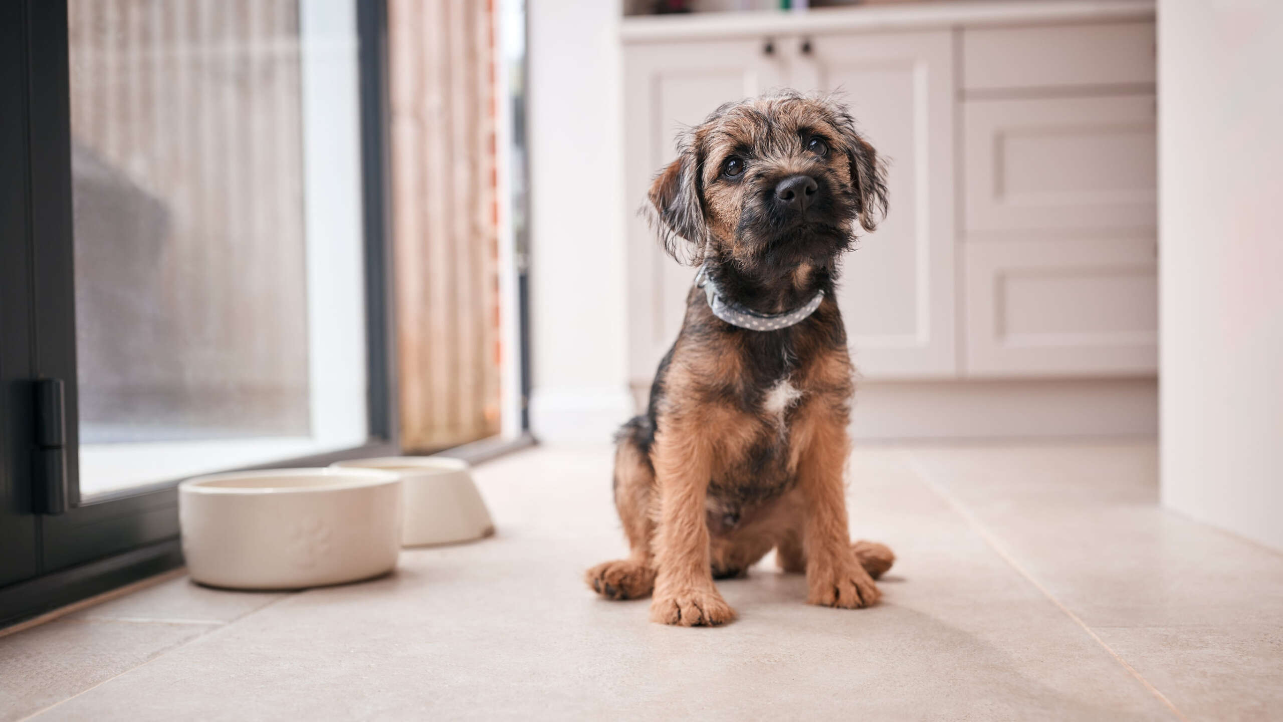 A cute border terrier puppy sitting on the kitchen floor, looking up lovingly and wearing a gray polka dot collar. 