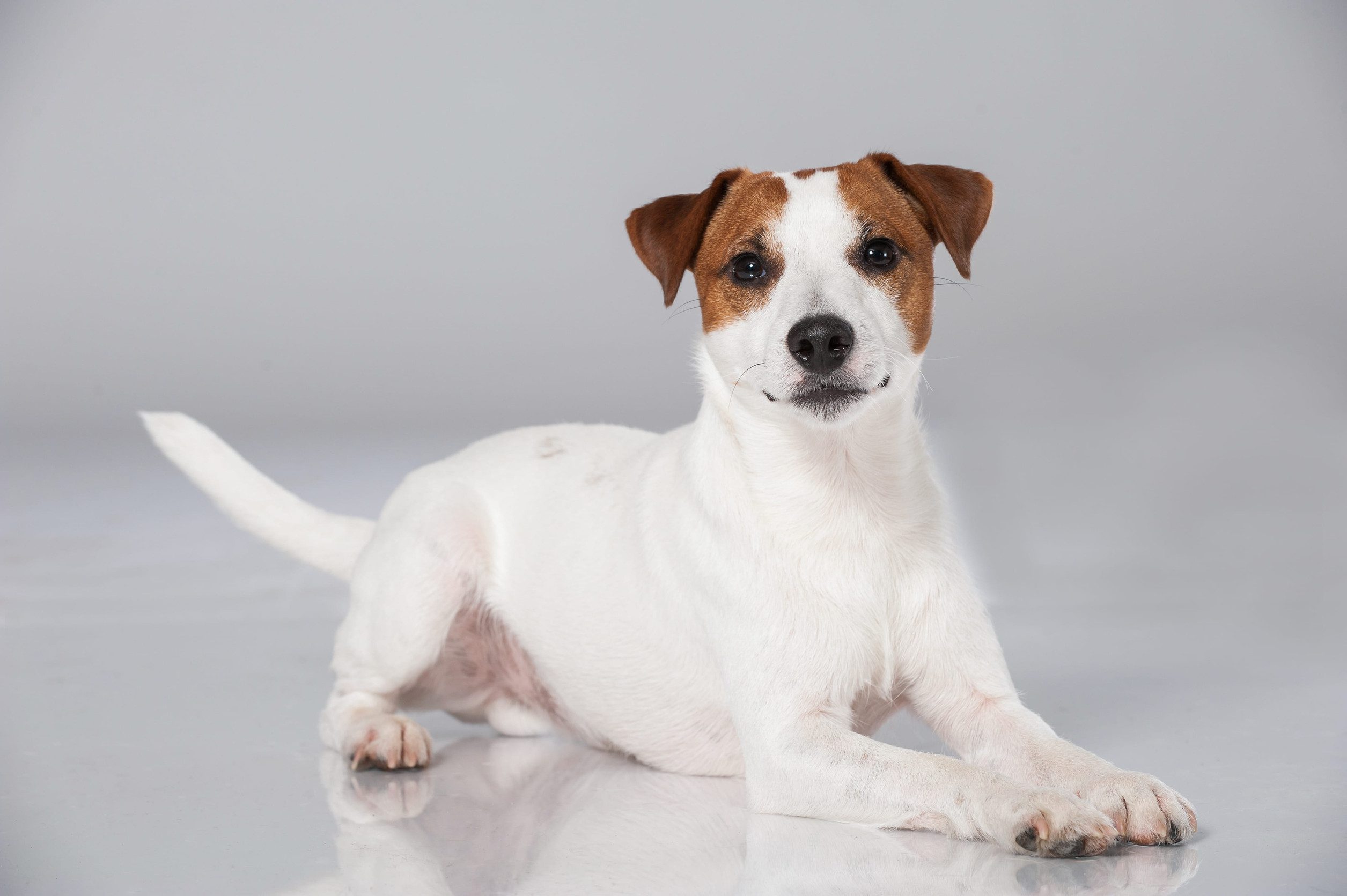 A Parson Russell terrier sitting on the floor.
