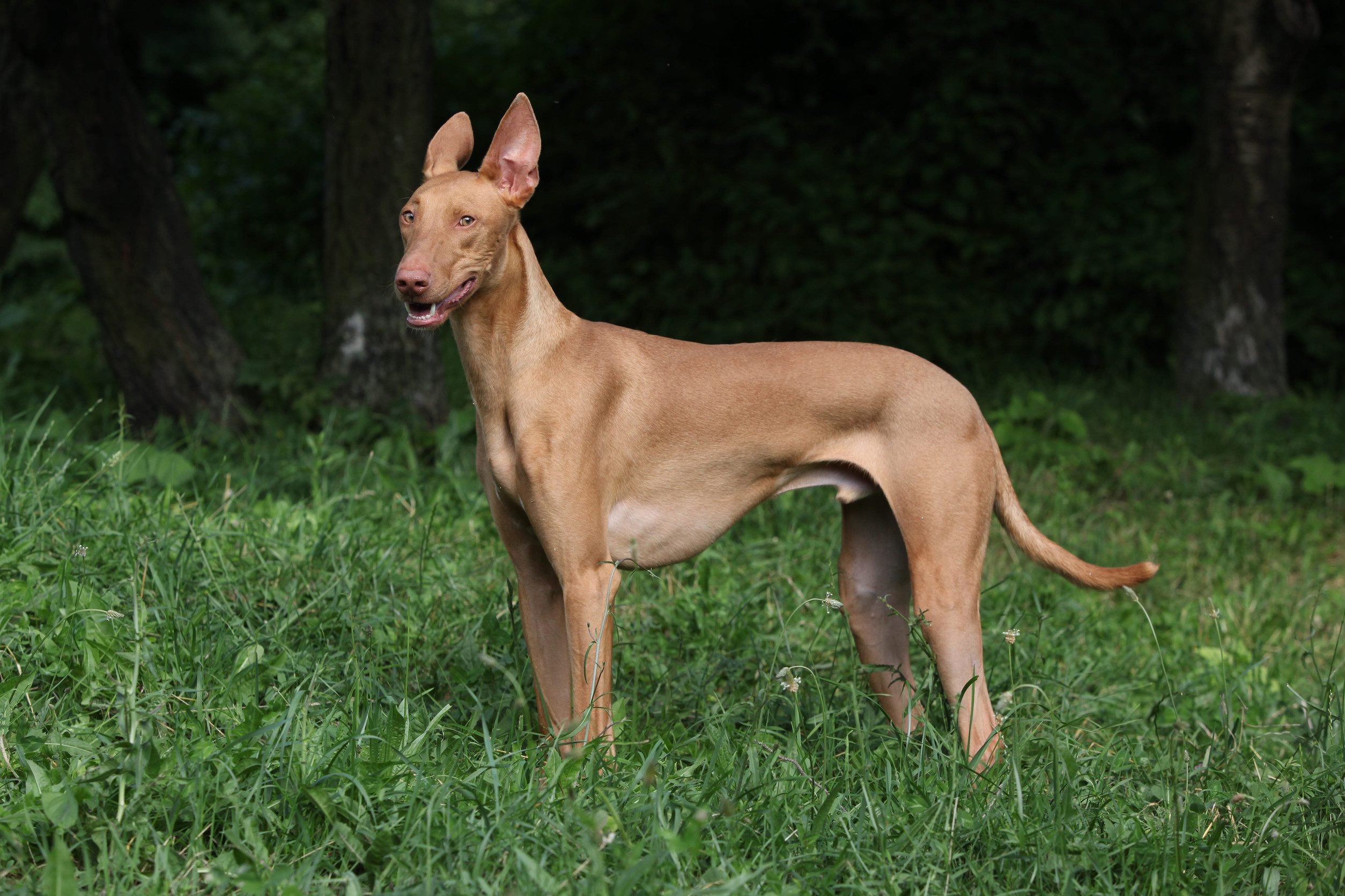 A pharaoh hound standing in a park.