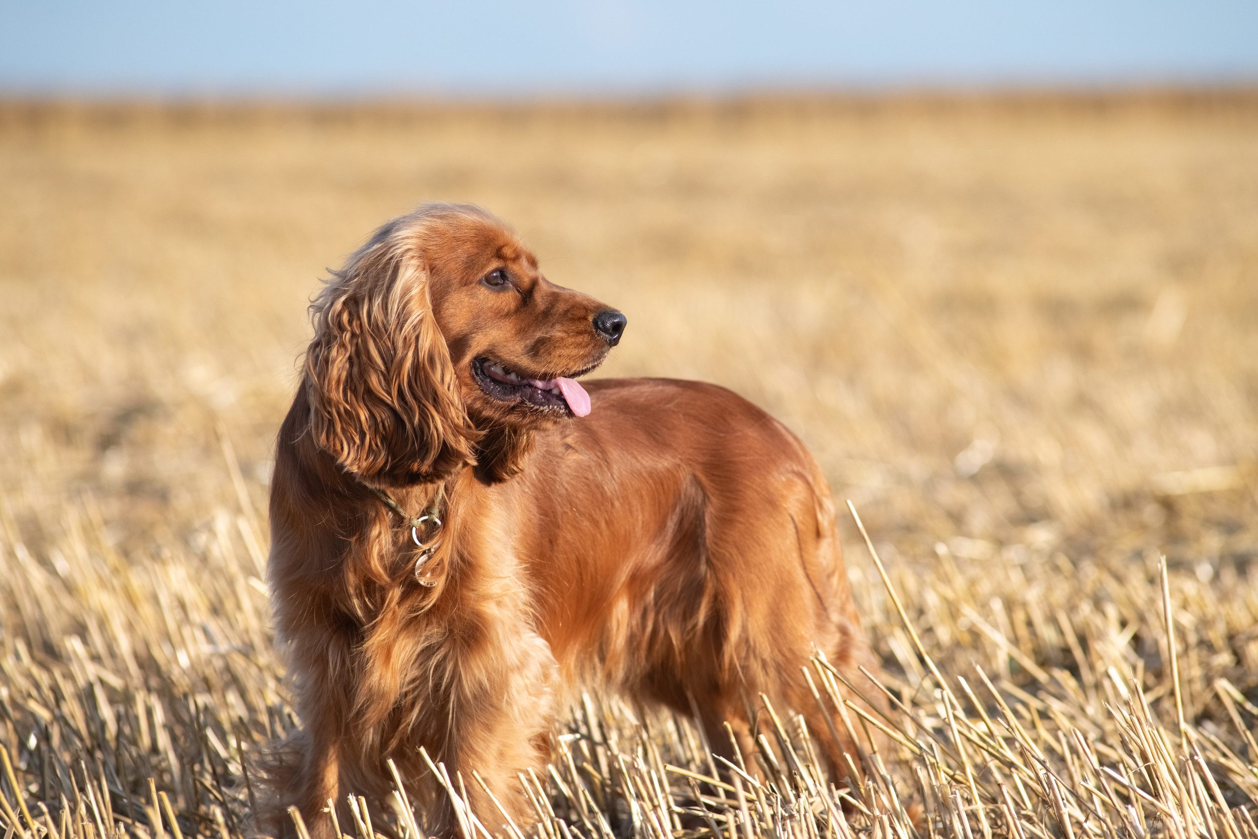 A field spaniel walking in a park.