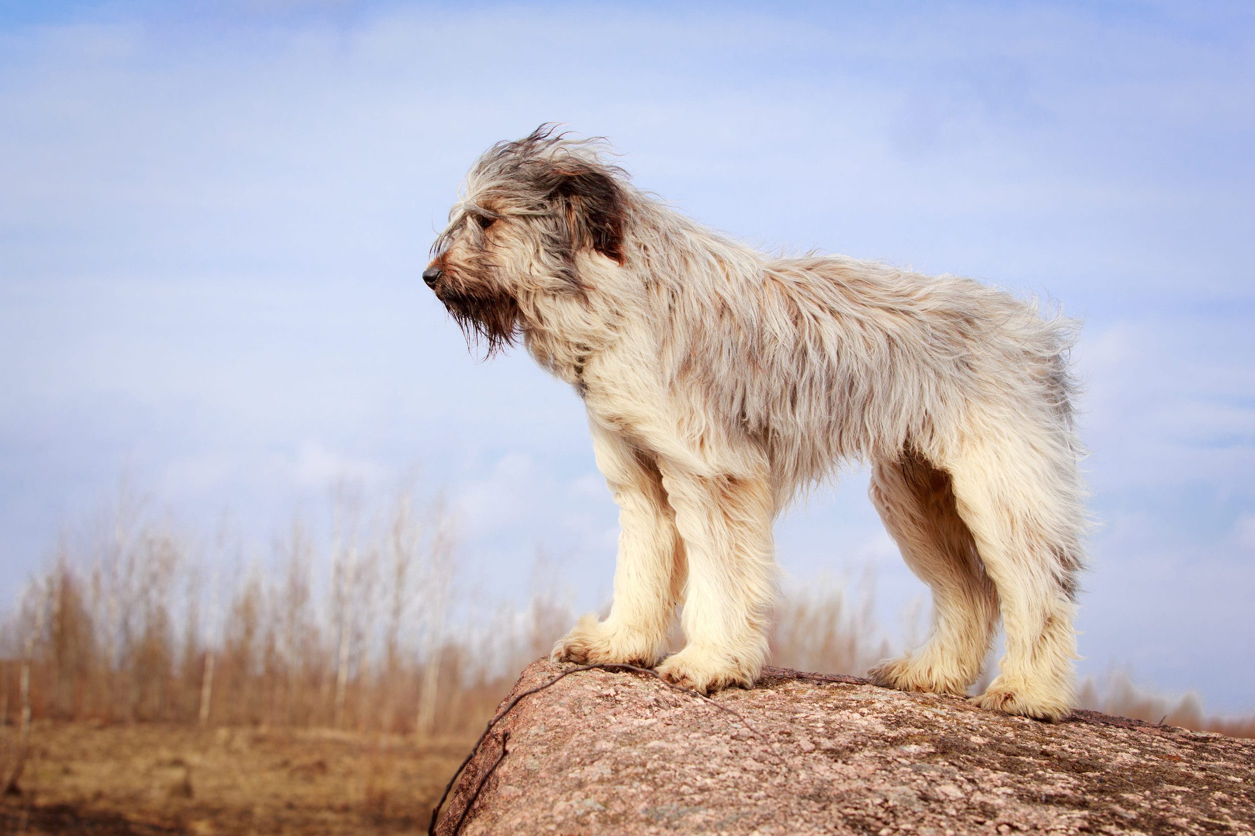 A majestic briard looks over his ranch from atop a high boulder during a breezy sunset.