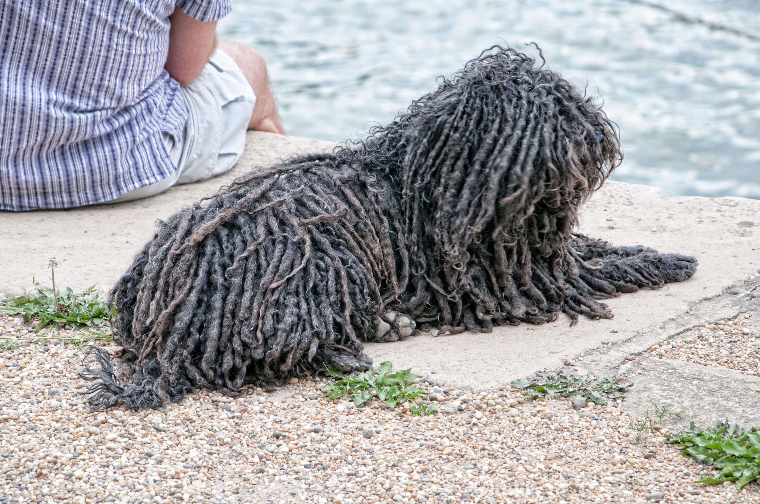 A silver Hungarian puli dog sitting beside their owner next to a river.