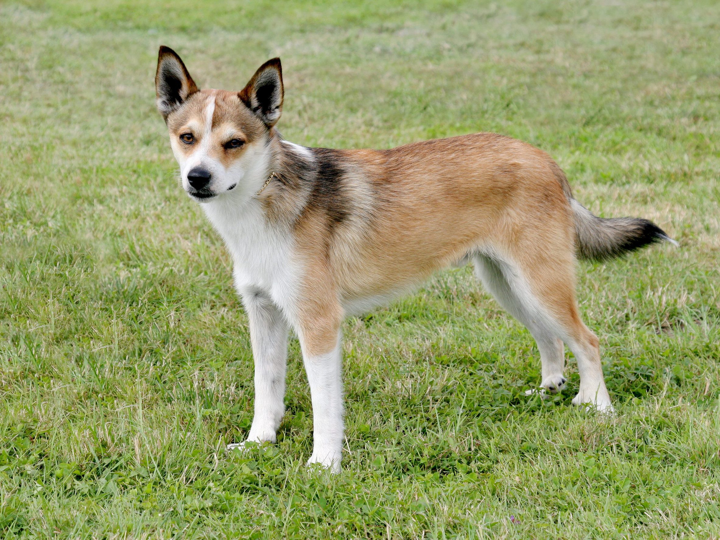 A Norwegian lundehund walking in a park.