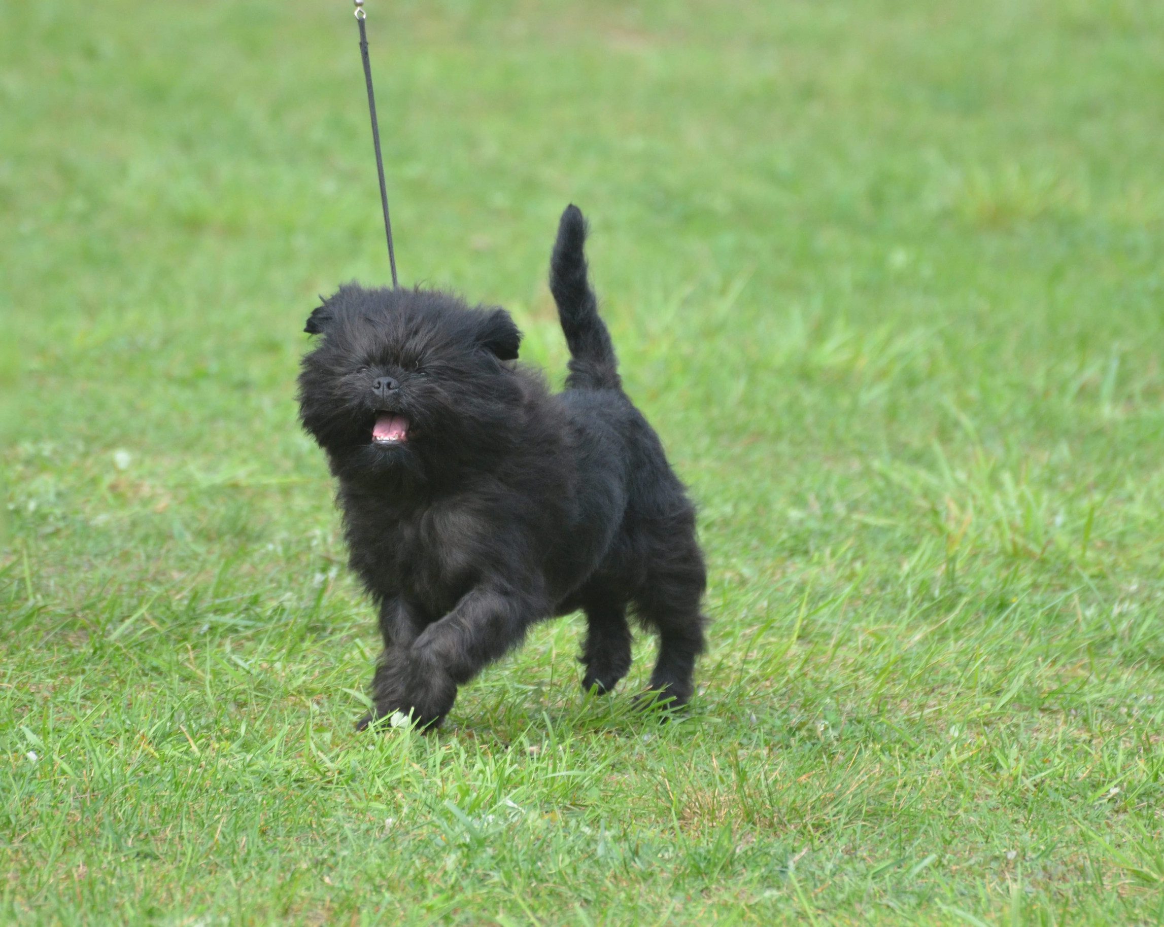 A cute black affenpinscher running outside happily in a field, smiling with its tongue out.