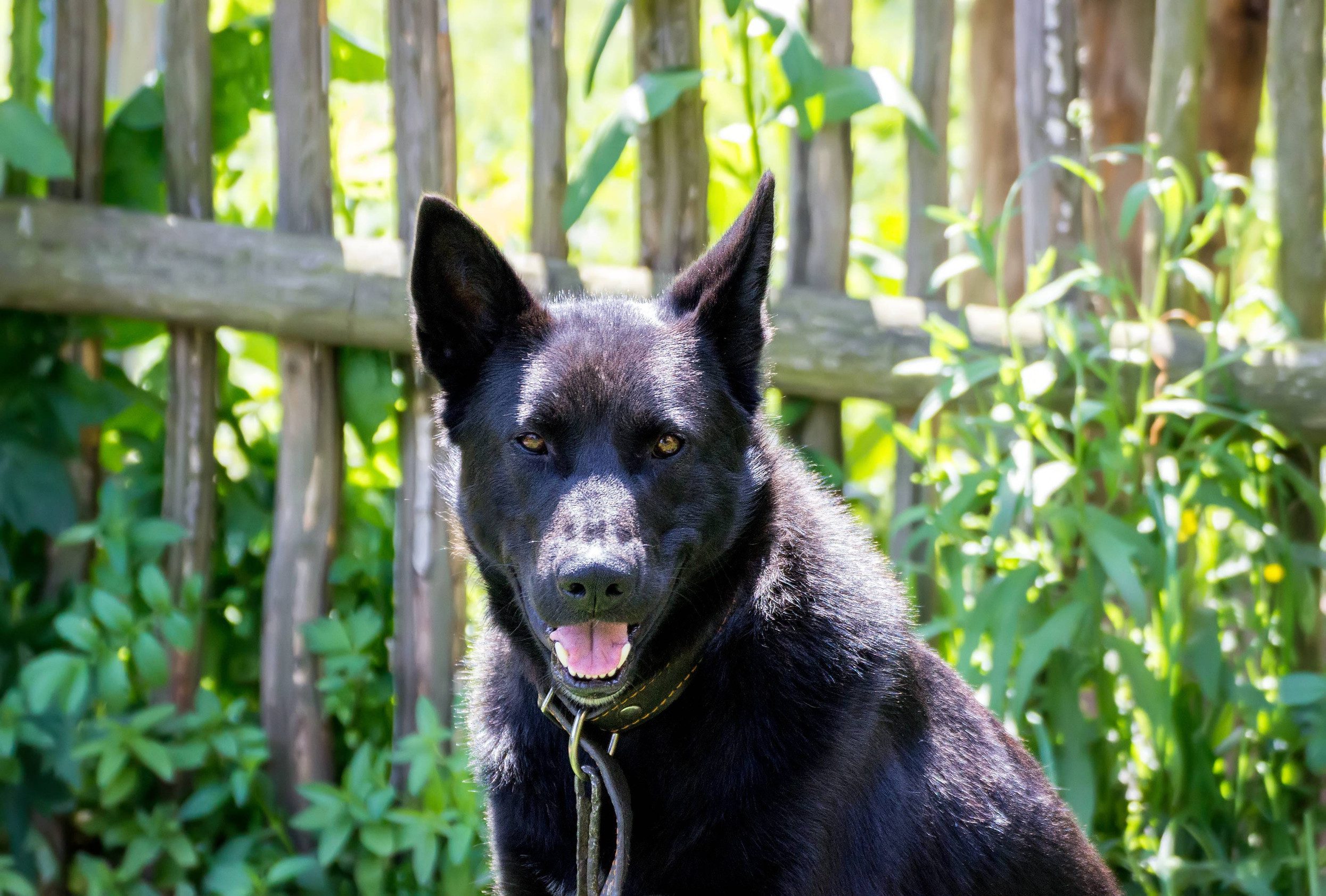 A black calupoh dog is looking into the camera.