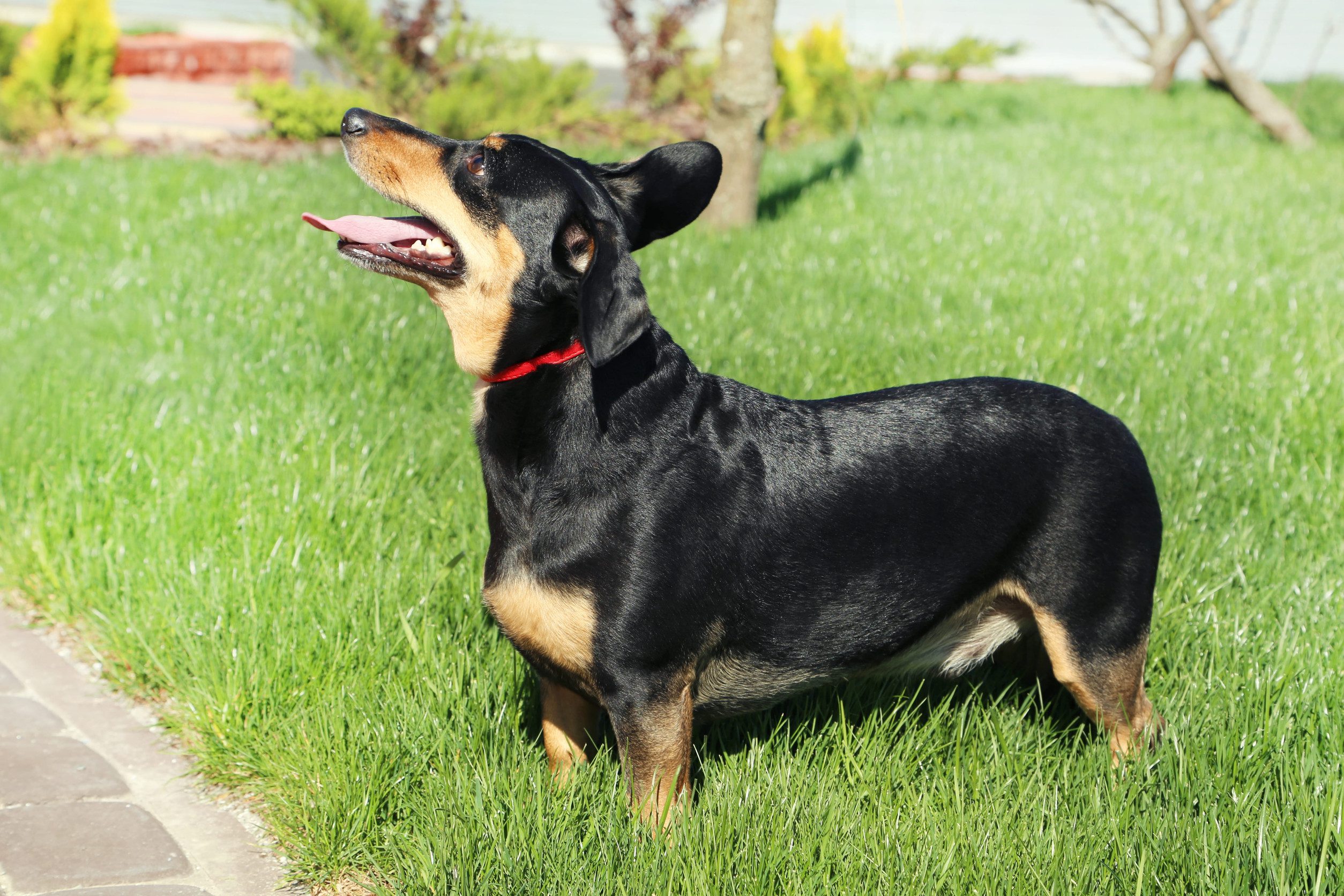 A Lancashire Heeler with a red color in a grassy yard.
