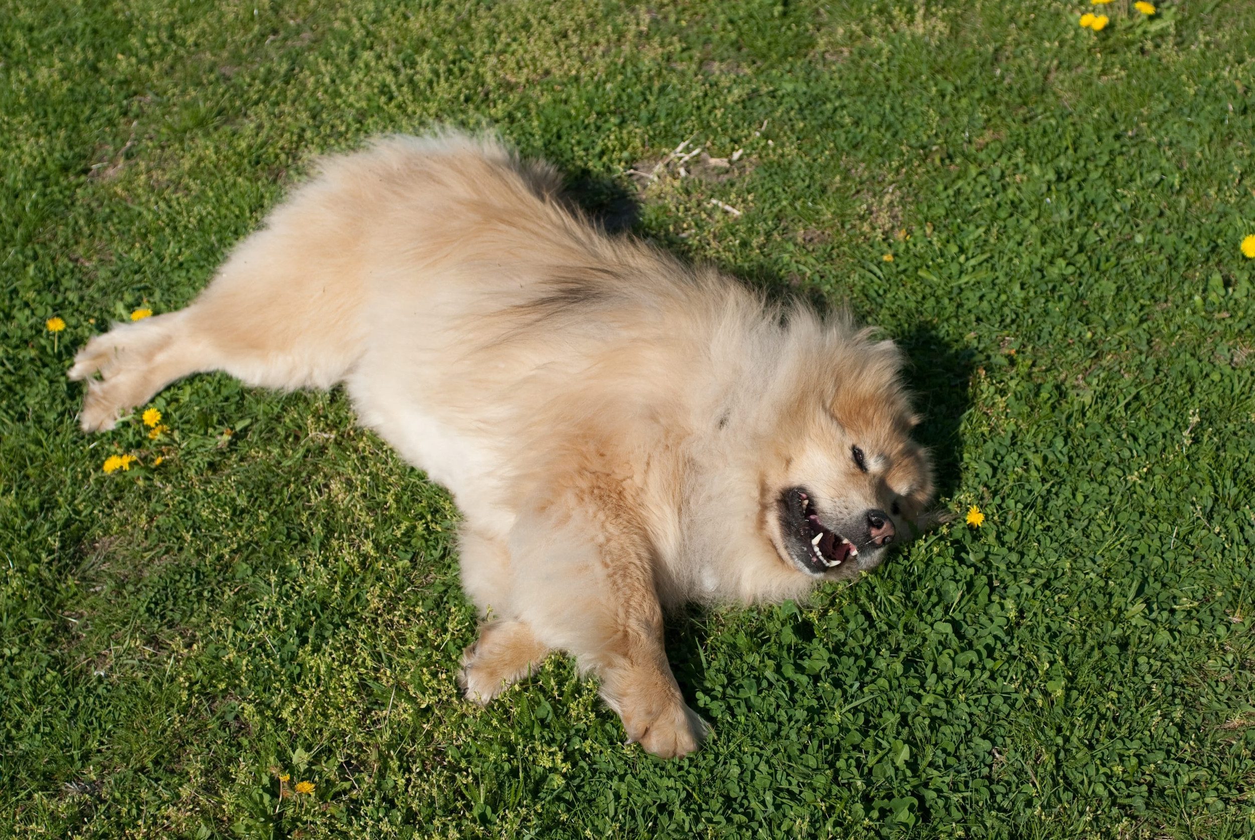 Eurasier: Your Complete Guide