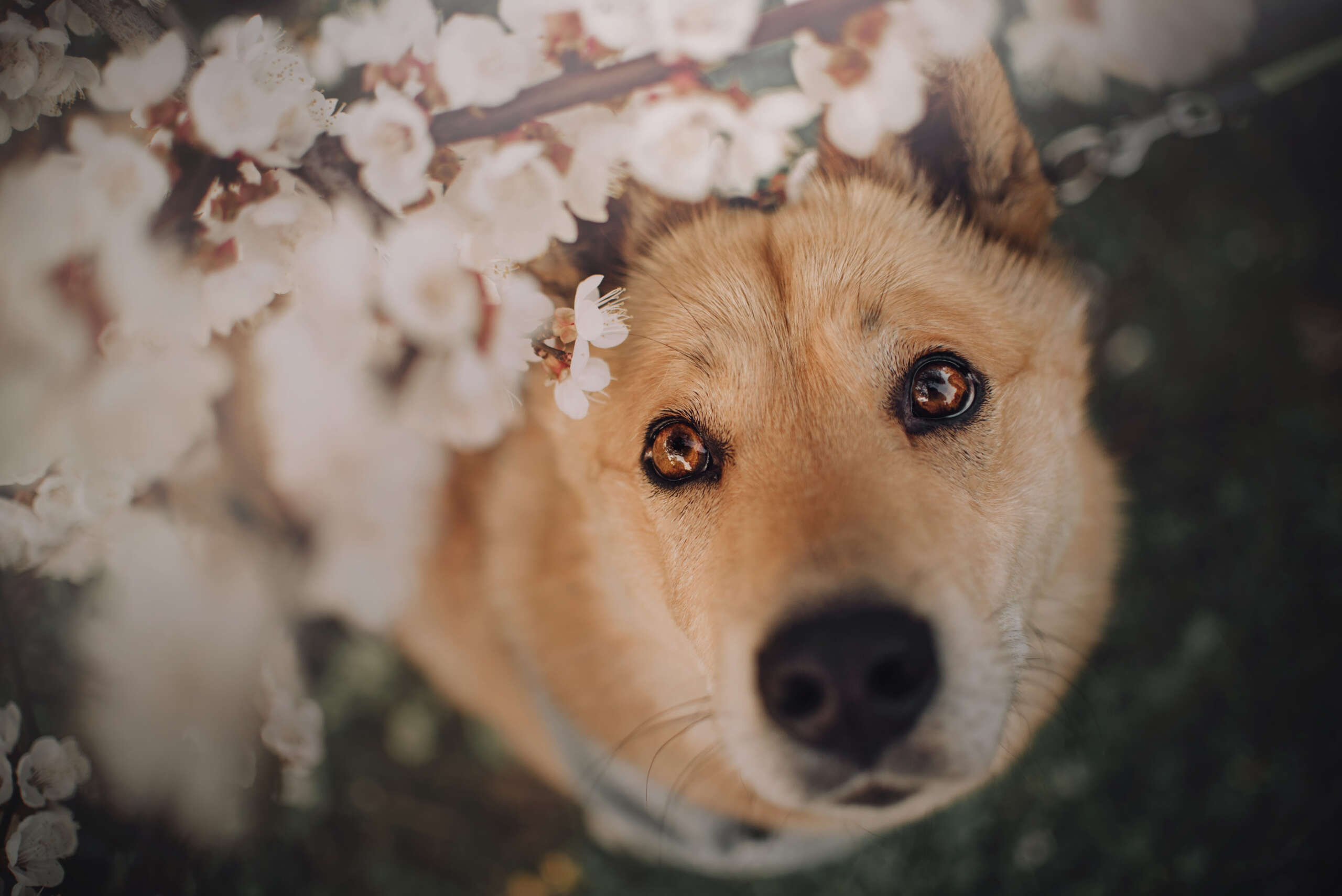 Chinook Dog: Your Complete Guide