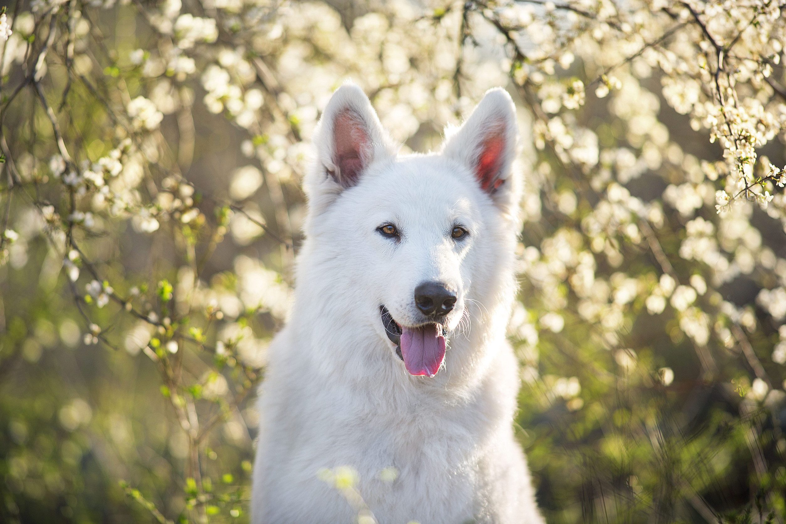 A white Swiss shepherd dog sitting in a park.