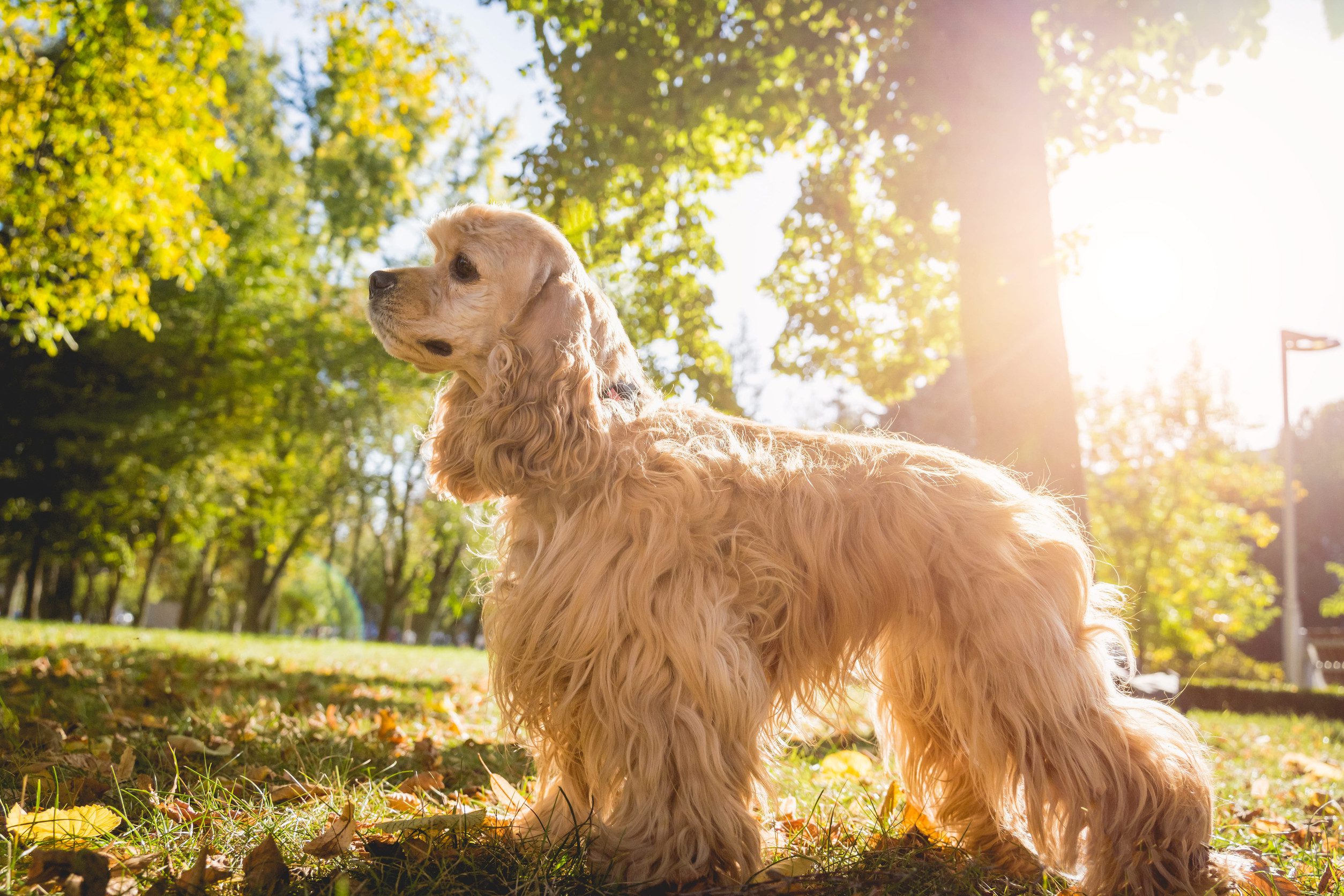 A cute yellow American cocker spaniel standing in a sunny park, surrounded by nature.