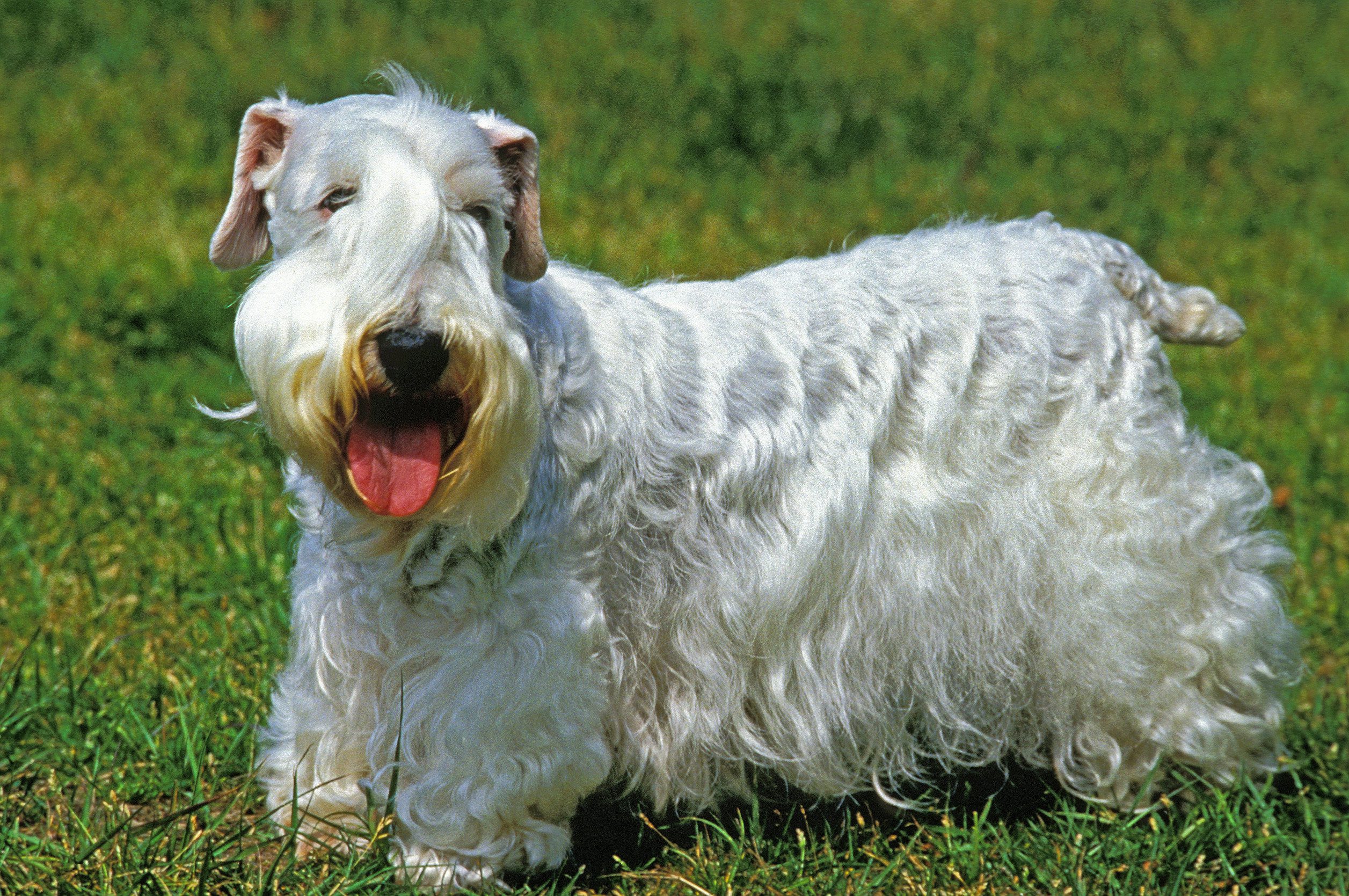 A Sealyham terrier sitting in a park.
