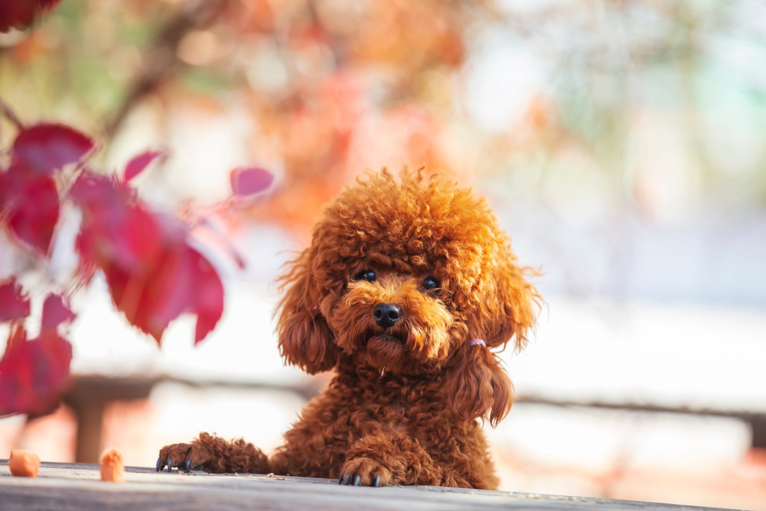 Best Dog Food for Poodles 2026