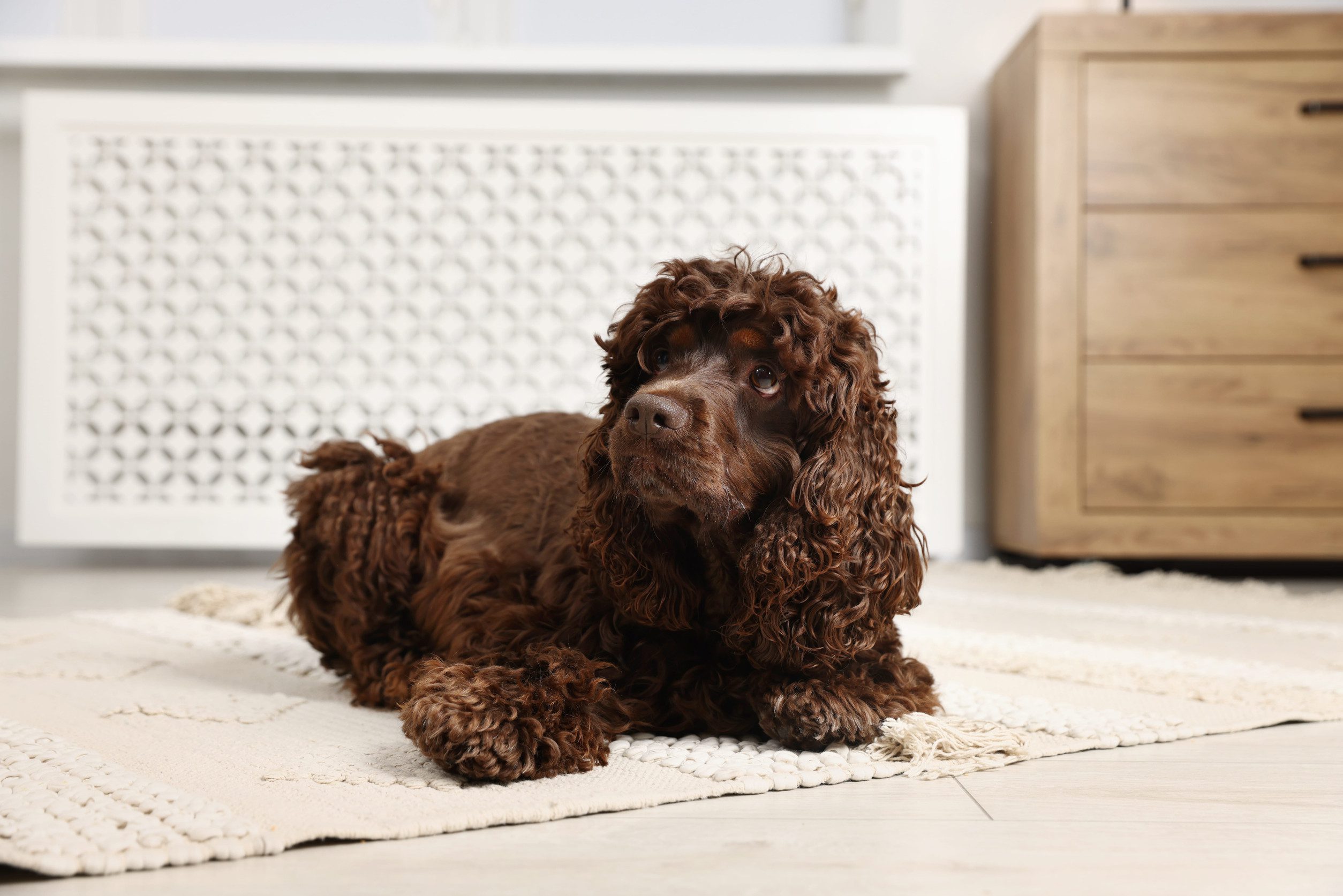 A young American water spaniel sitting on the floor at home.