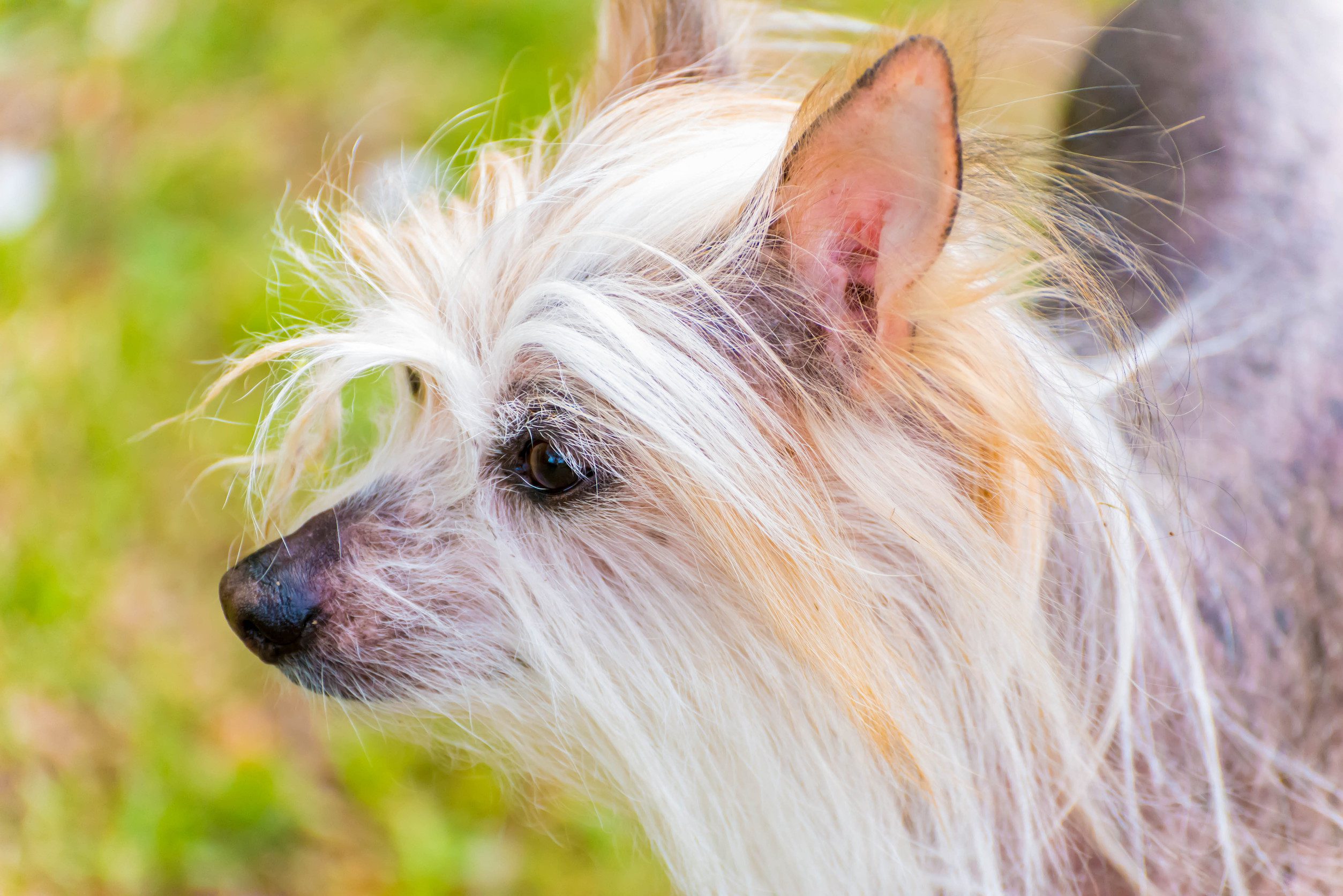 A close-up image of a Chinese crested dog.