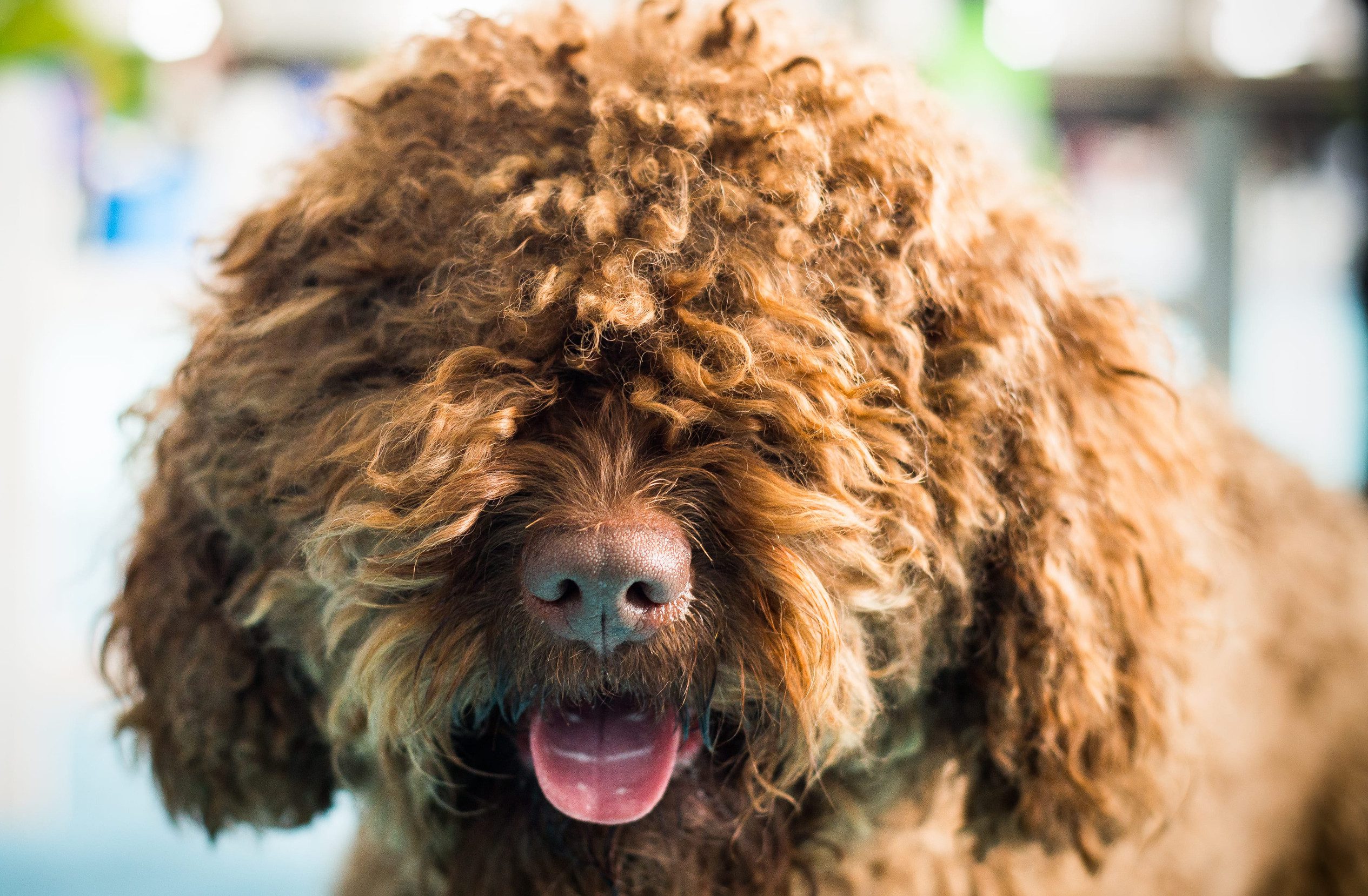 A barbet dog looking into the camera.
