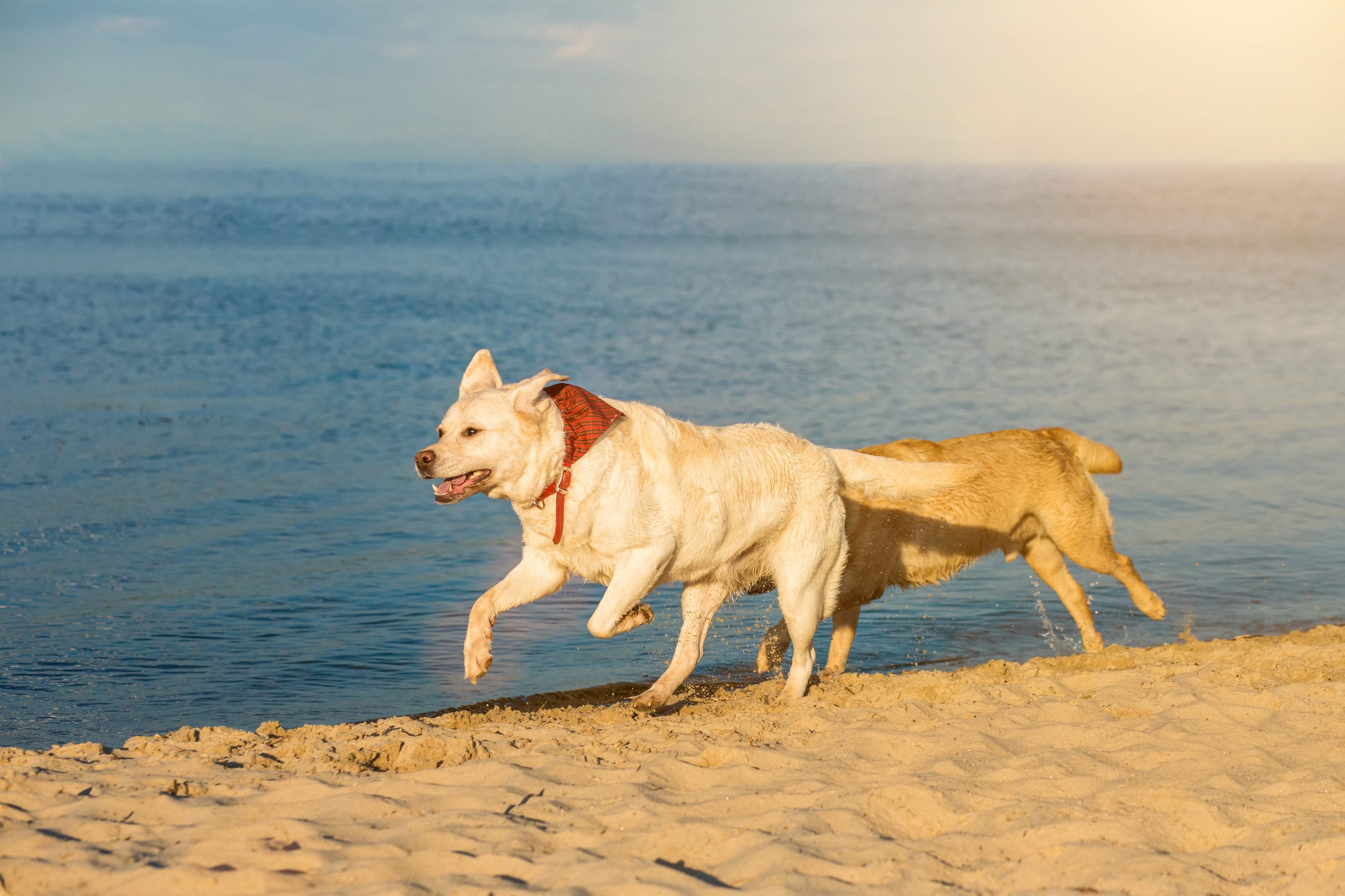 A pair of goldadors race along a beach, the winner in a red bandana.