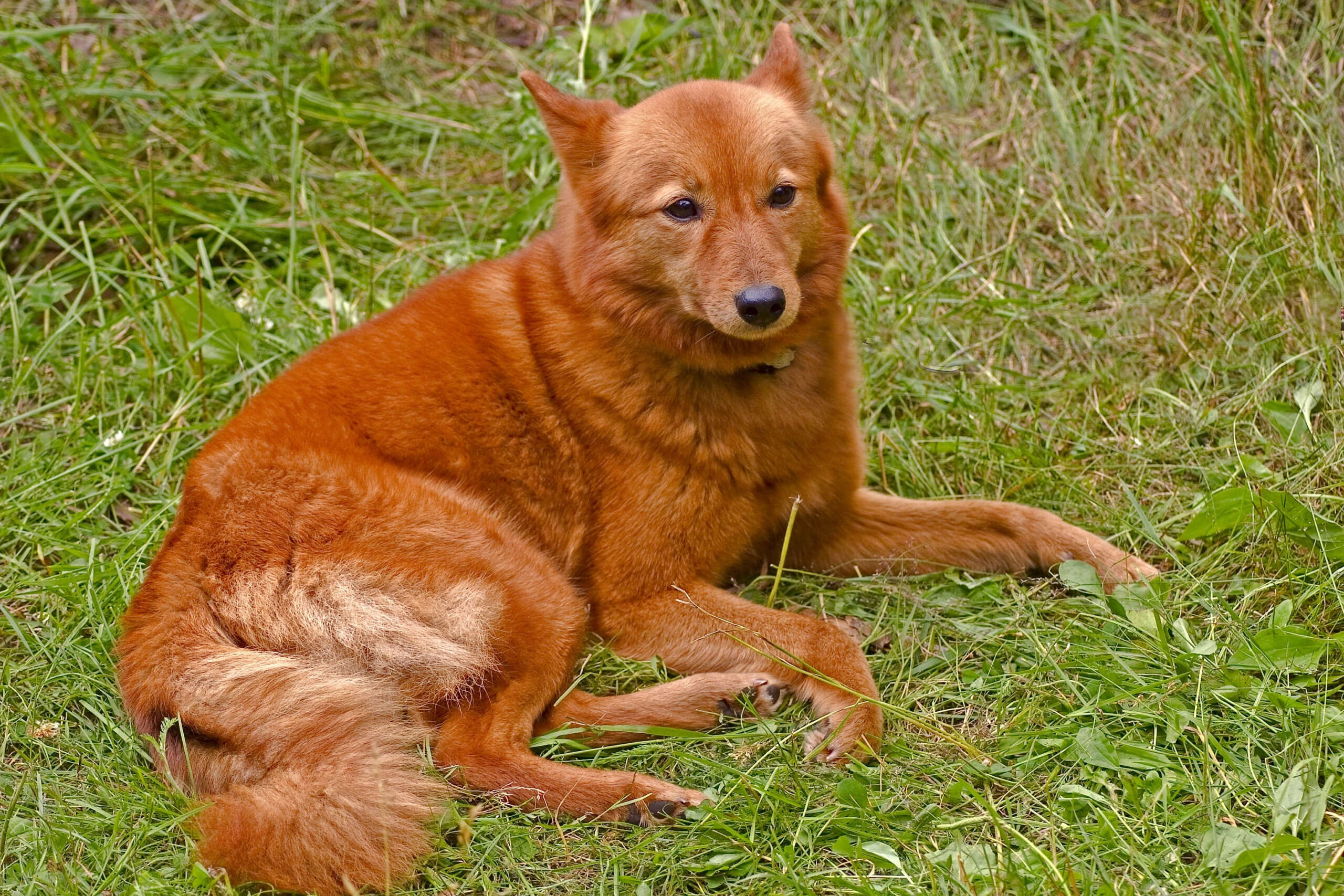 A fiery-red Finnish spitz laying outside in a grassy field.