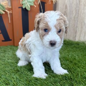Winston