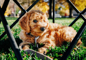 goldendoodle puppy sitting in yard behind fence
