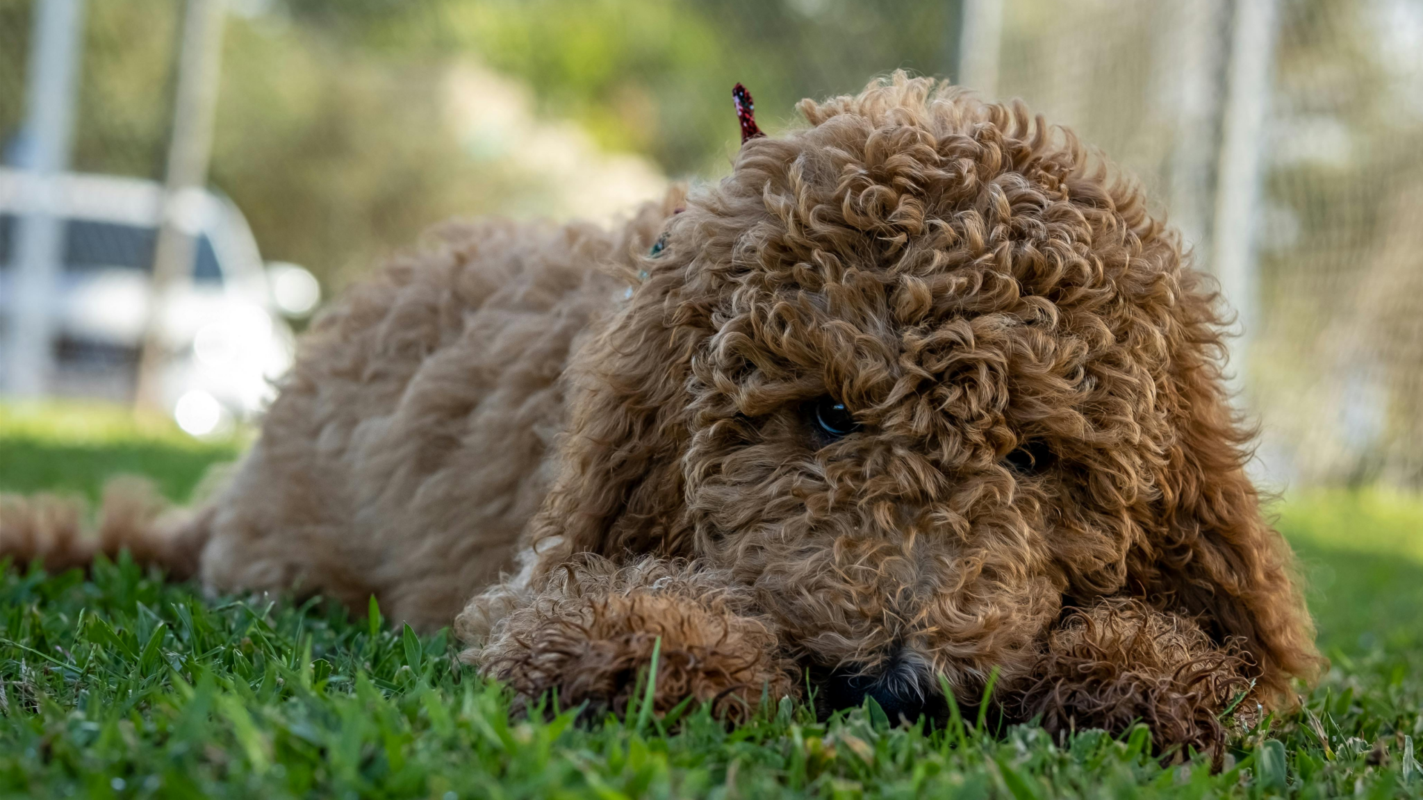 Teacup Poodle Puppies for Sale in Pennsylvania
