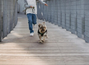 teacup yorkie running with owner on bridge