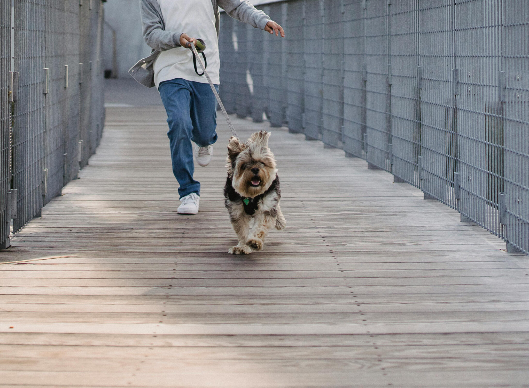 Teacup Yorkie Puppies for Sale in New York