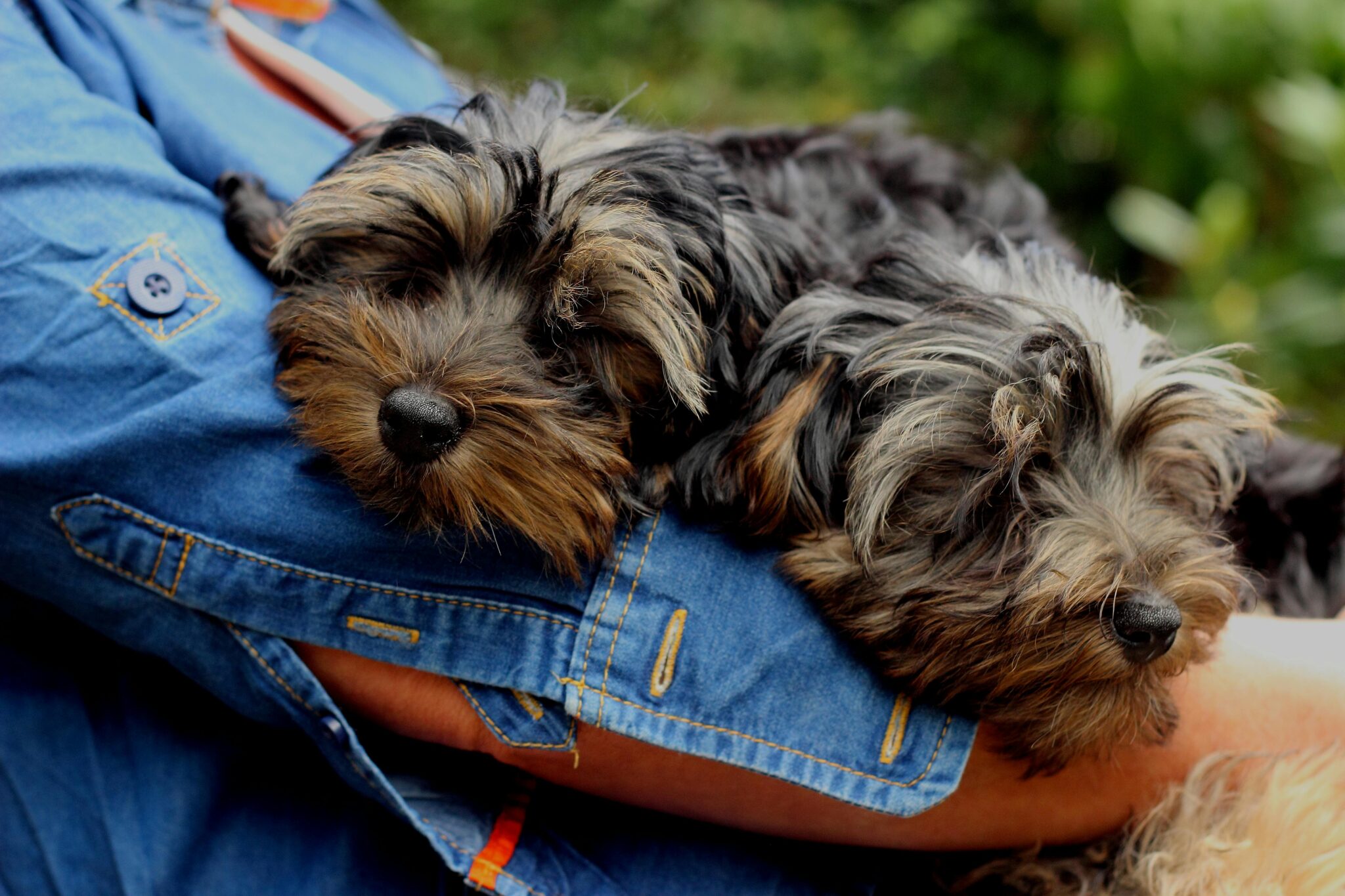 Teacup Yorkie Puppies for Sale in Texas