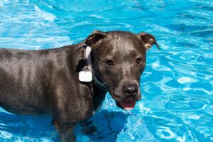 A blue nose pitbull in the pool