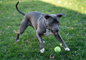 blue nose pitbull puppy playing with ball outside