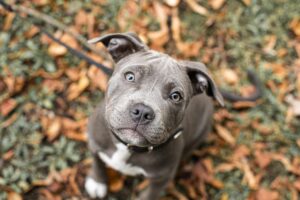 blue nose pitbull puppy in leaves looking up
