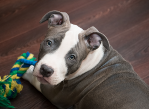 grey and white pitbull puppy with toy