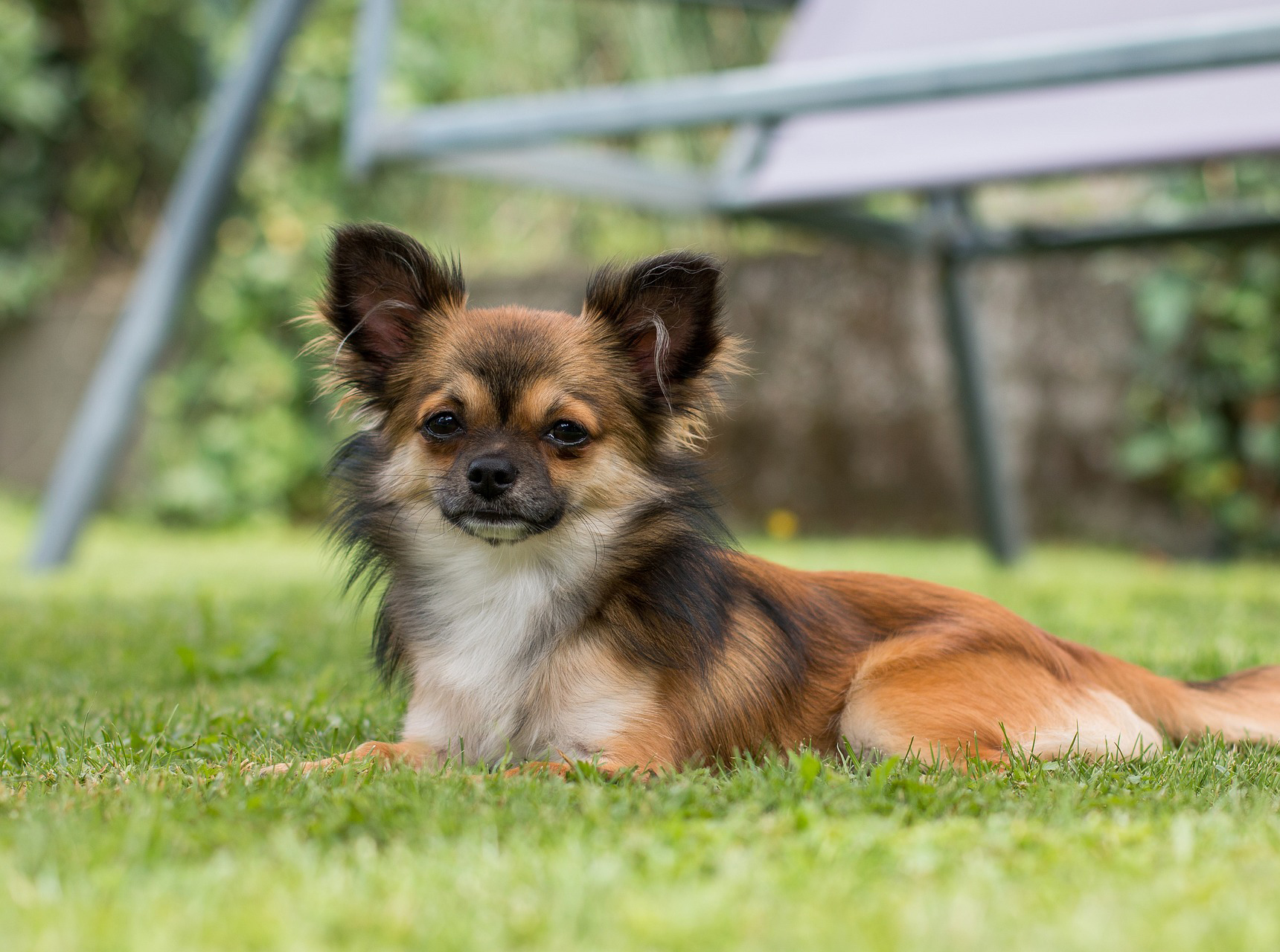 Long Haired Chihuahua Puppies for Sale in Florida