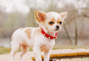 small chihuahua puppy with collar outside