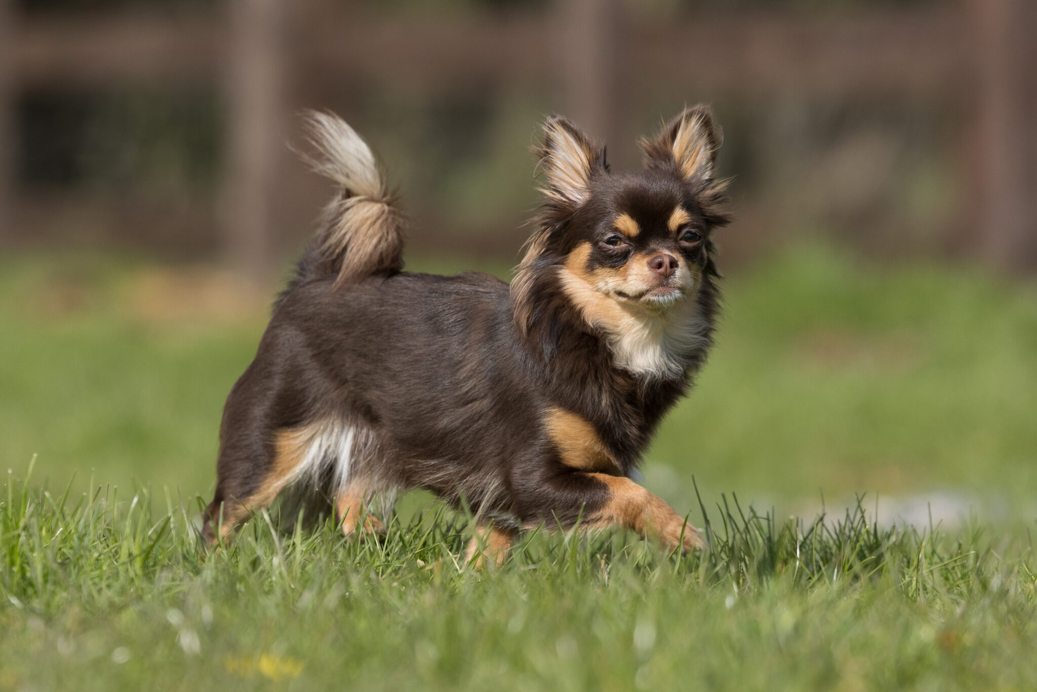 Long Haired Chihuahua Puppies for Sale in Pennsylvania