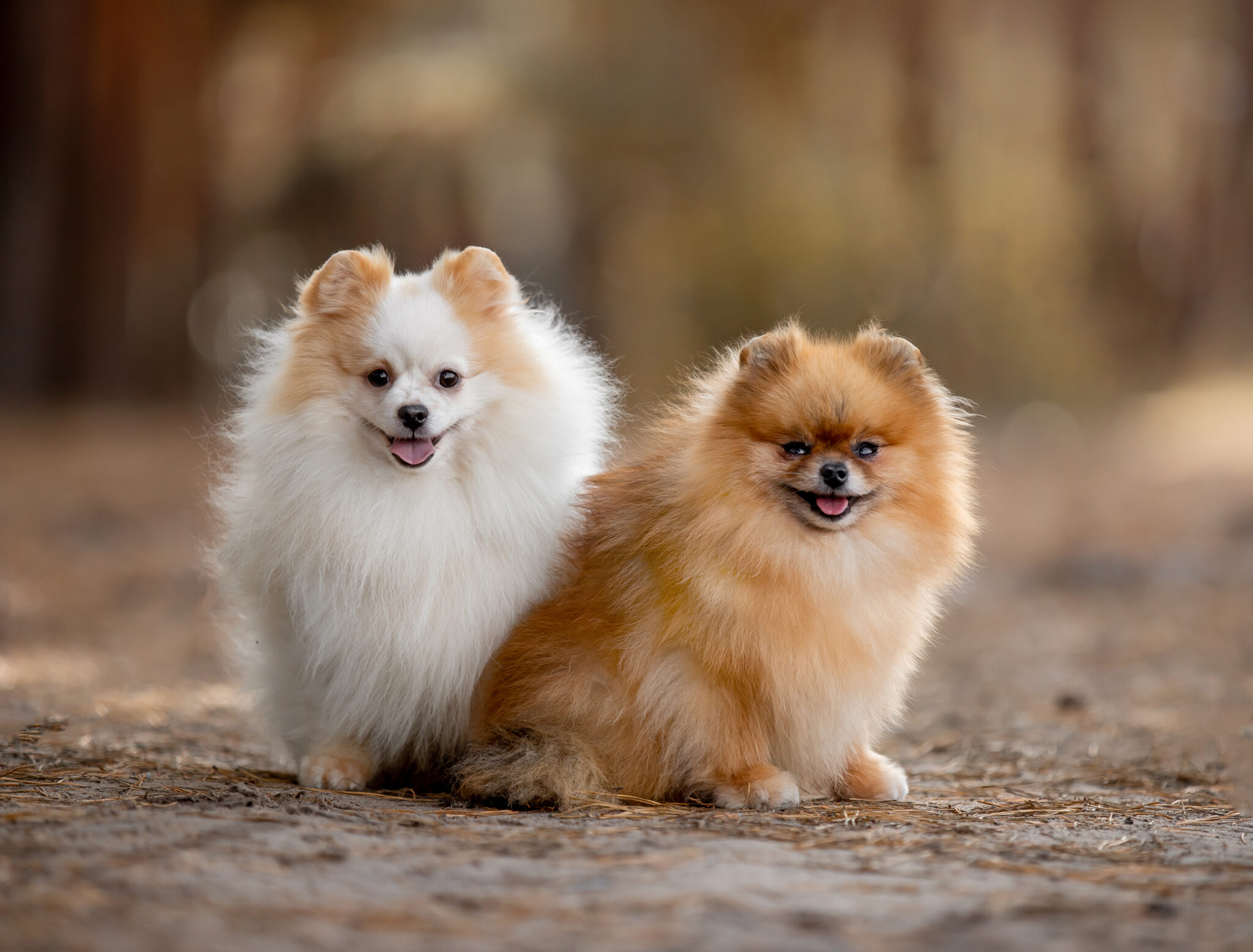 Long Haired Chihuahua Puppies for Sale in Texas