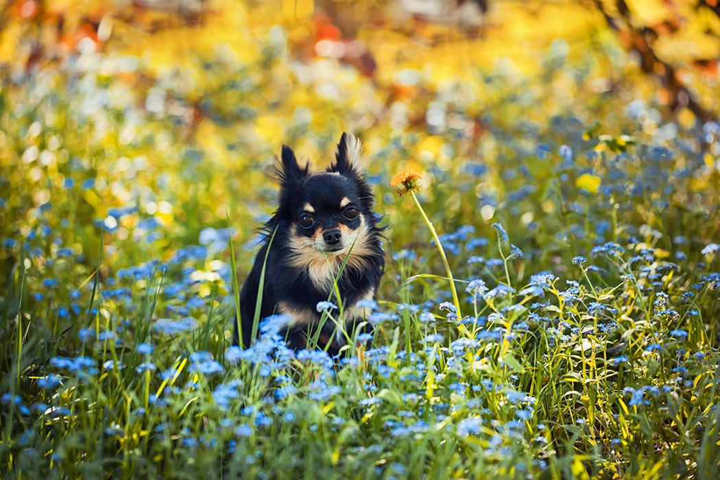 Long Haired Chihuahua Puppies for Sale