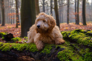 Goldendoodle sitting on moss and trees in woods