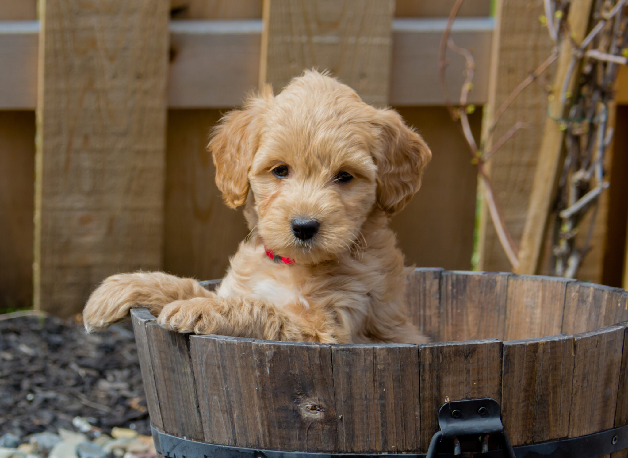F1B Goldendoodle Puppies for Sale