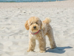 small goldendoodle standing on beach